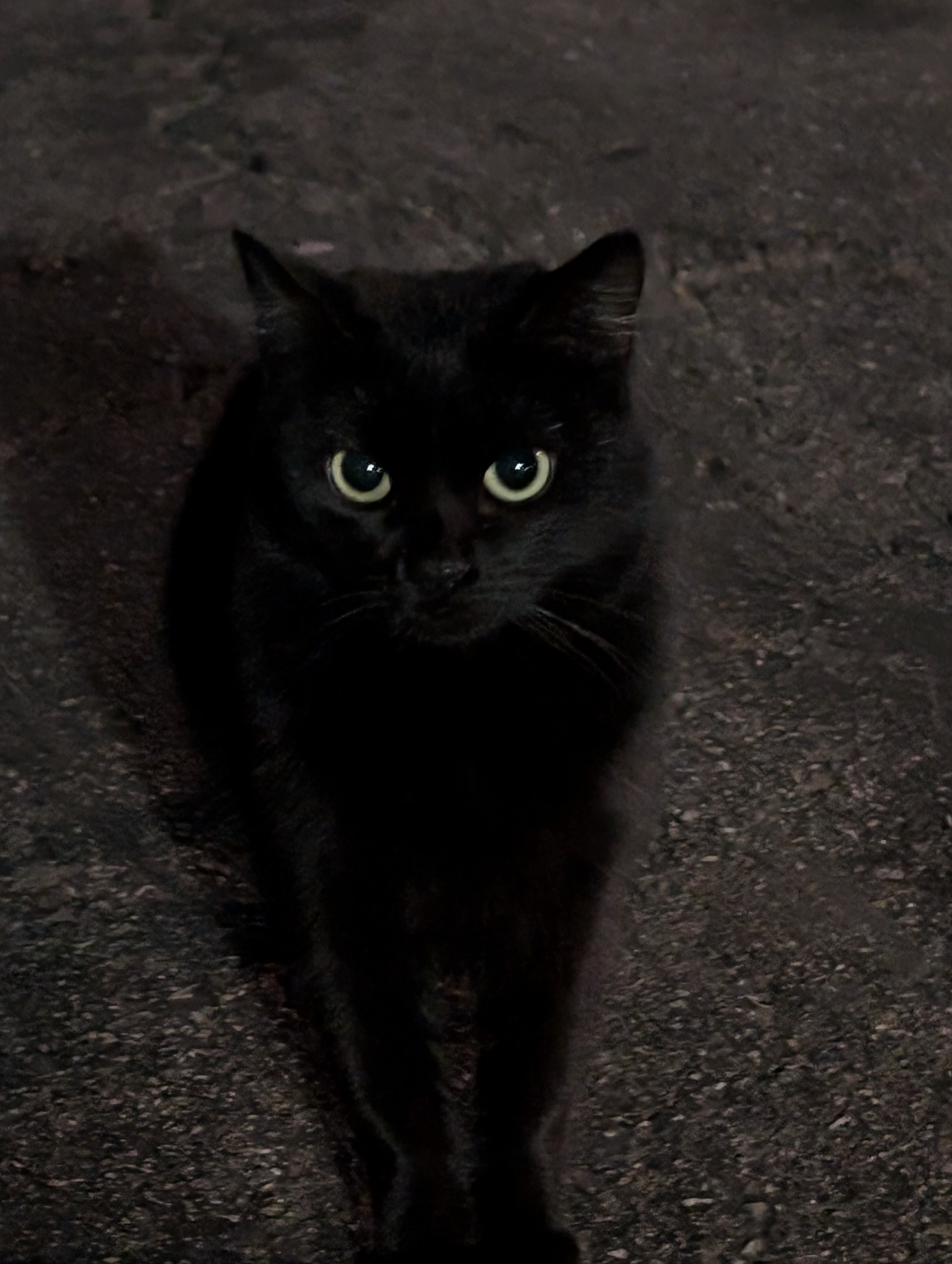 Meet My Little Stray Gang: The Cutest Crew