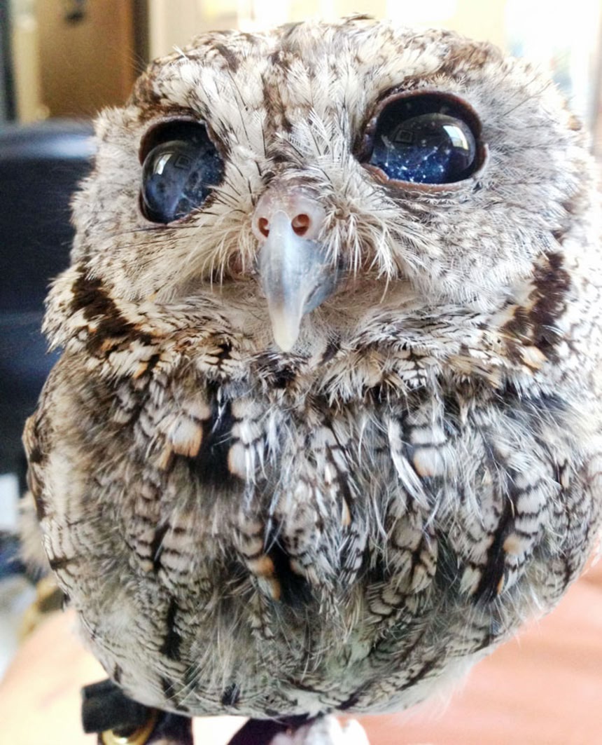 Zeus the Owl gazes into the cosmos with wisdom.