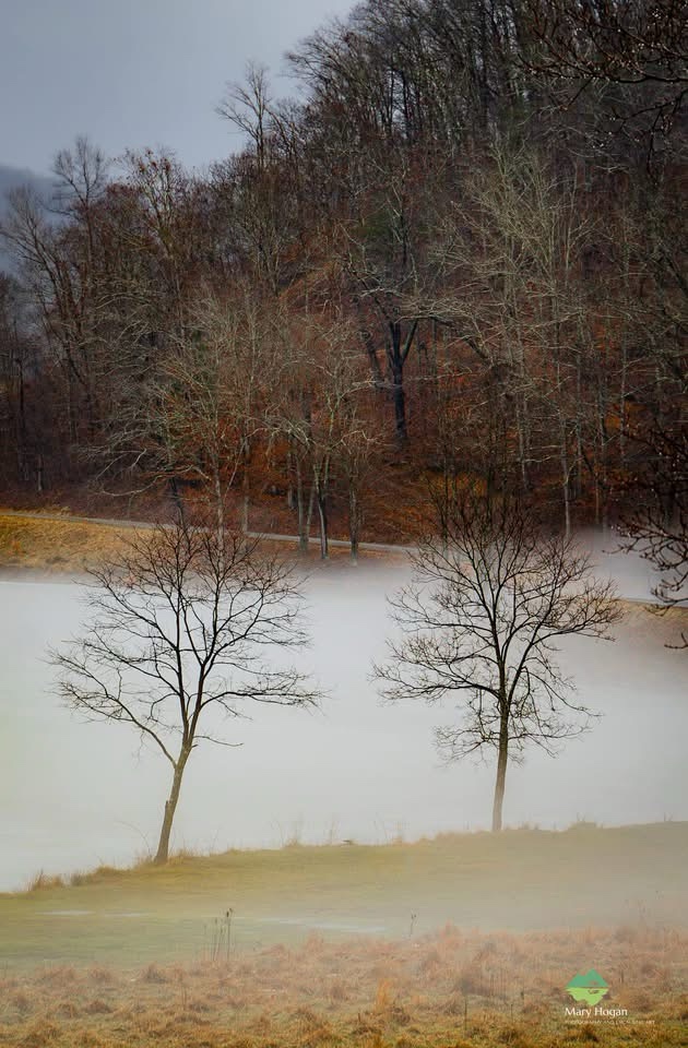 Trees Dressed in a Blanket of Snow