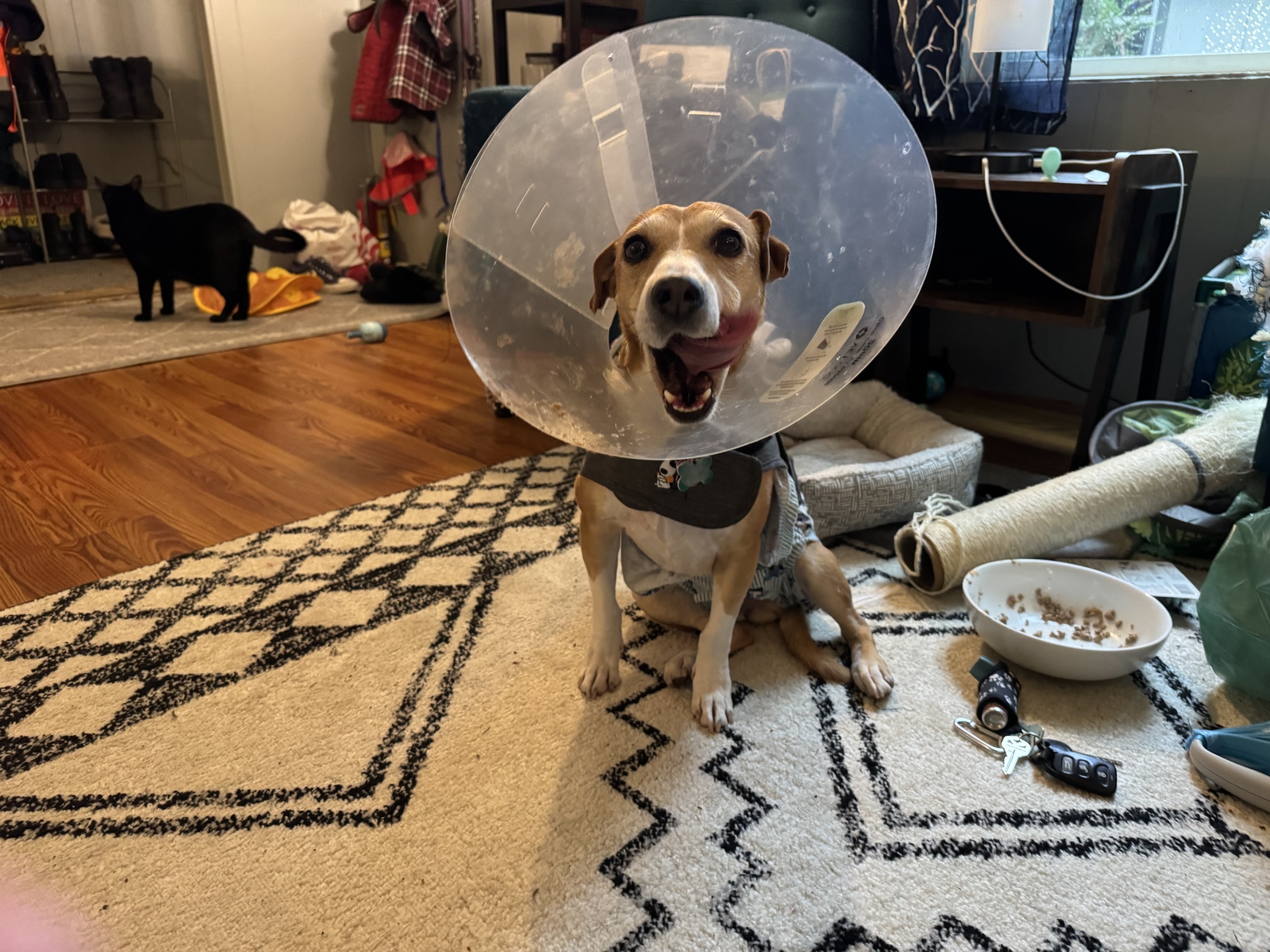Roxie's Cute Outfits: A Stylish Alternative to the Cone of Shame