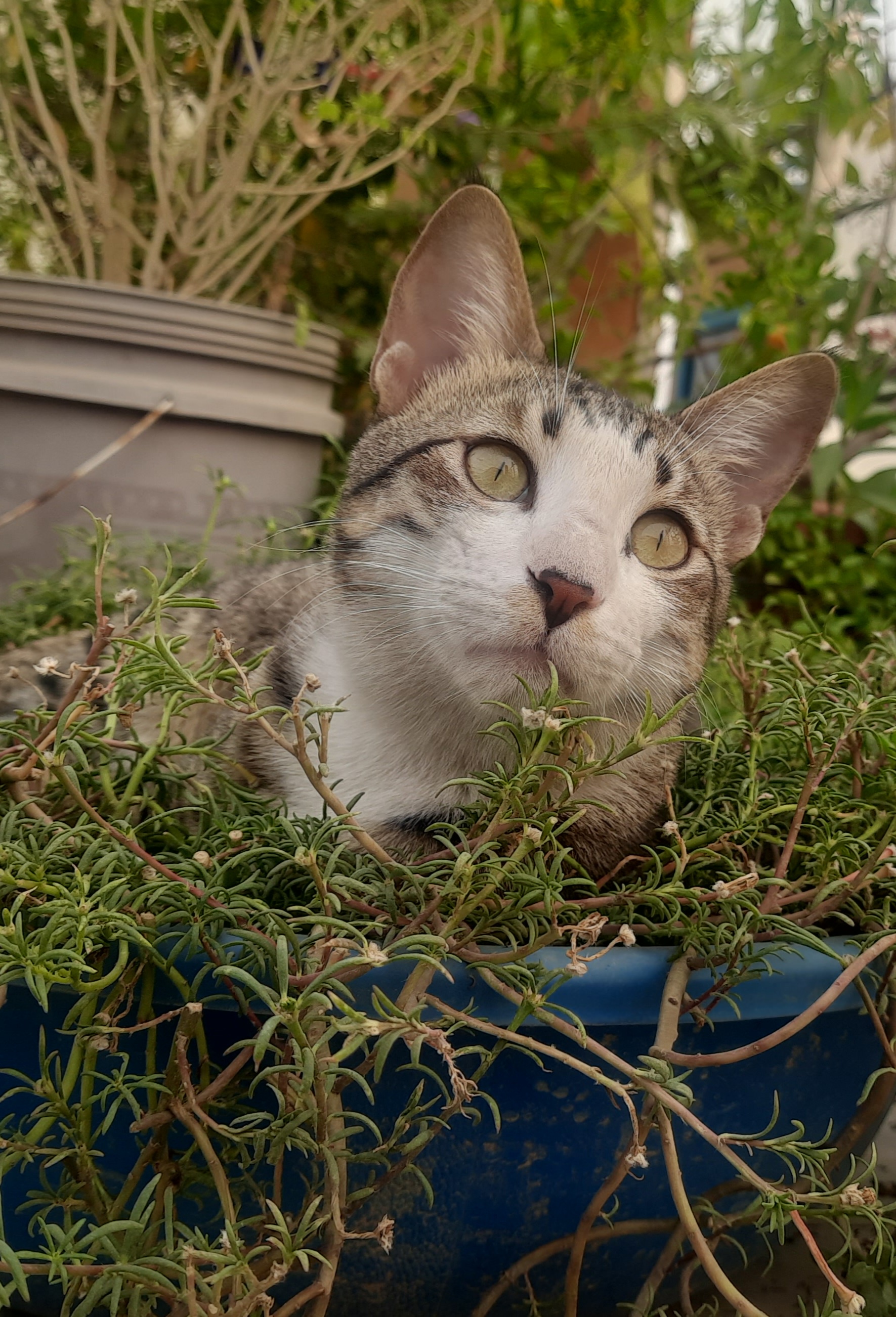 After a Few Weeks of Silence, Here’s an Adorable Cat Pic!