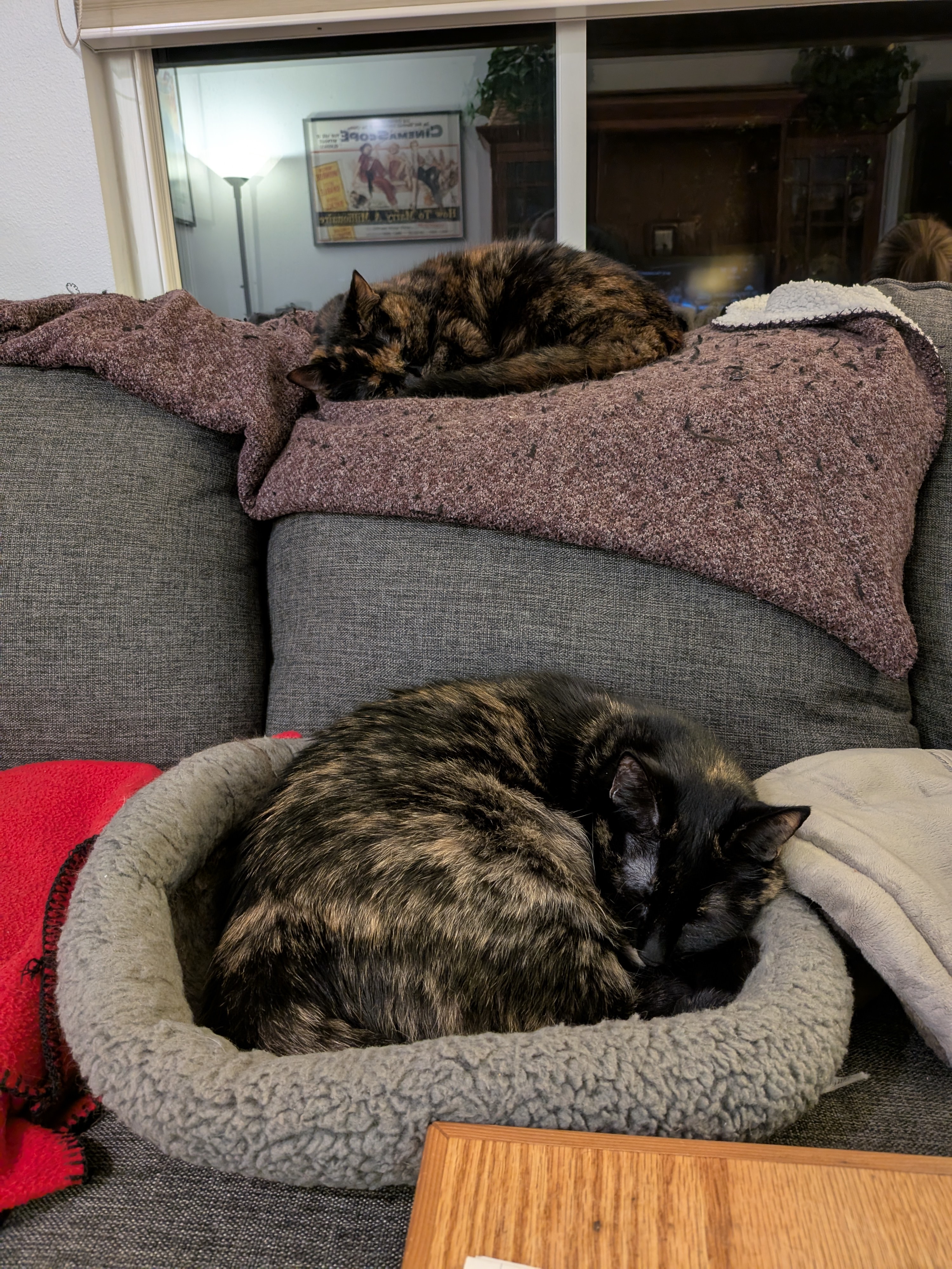 Innovative Cat Storage: The Tiered Solution