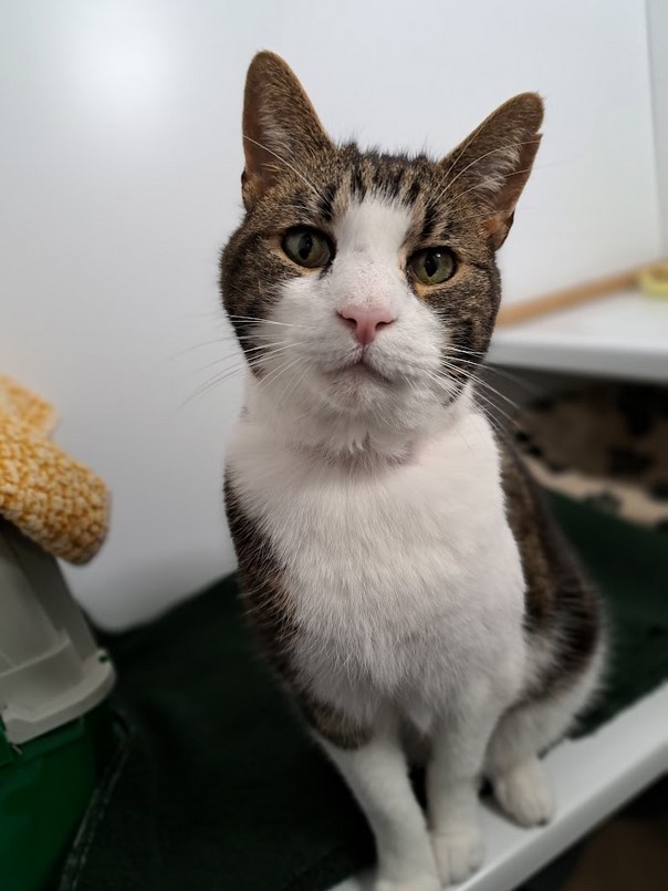 Is Caring for Foster Cats Just a Hobby or Something More?
