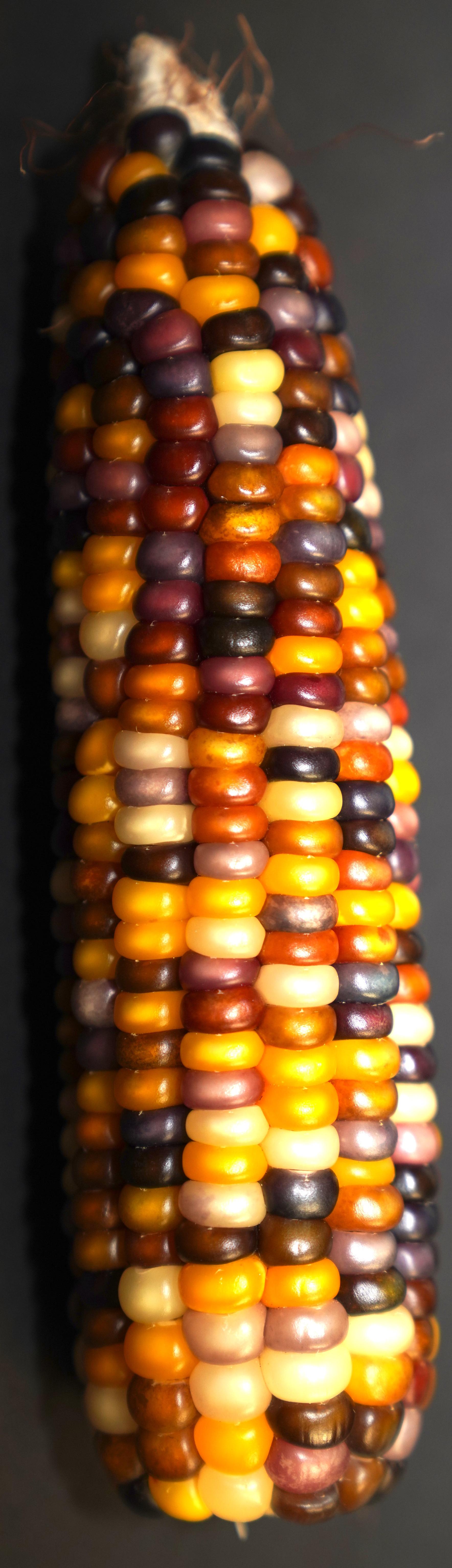 The Mighty A'corn: Nature's Little Wonder