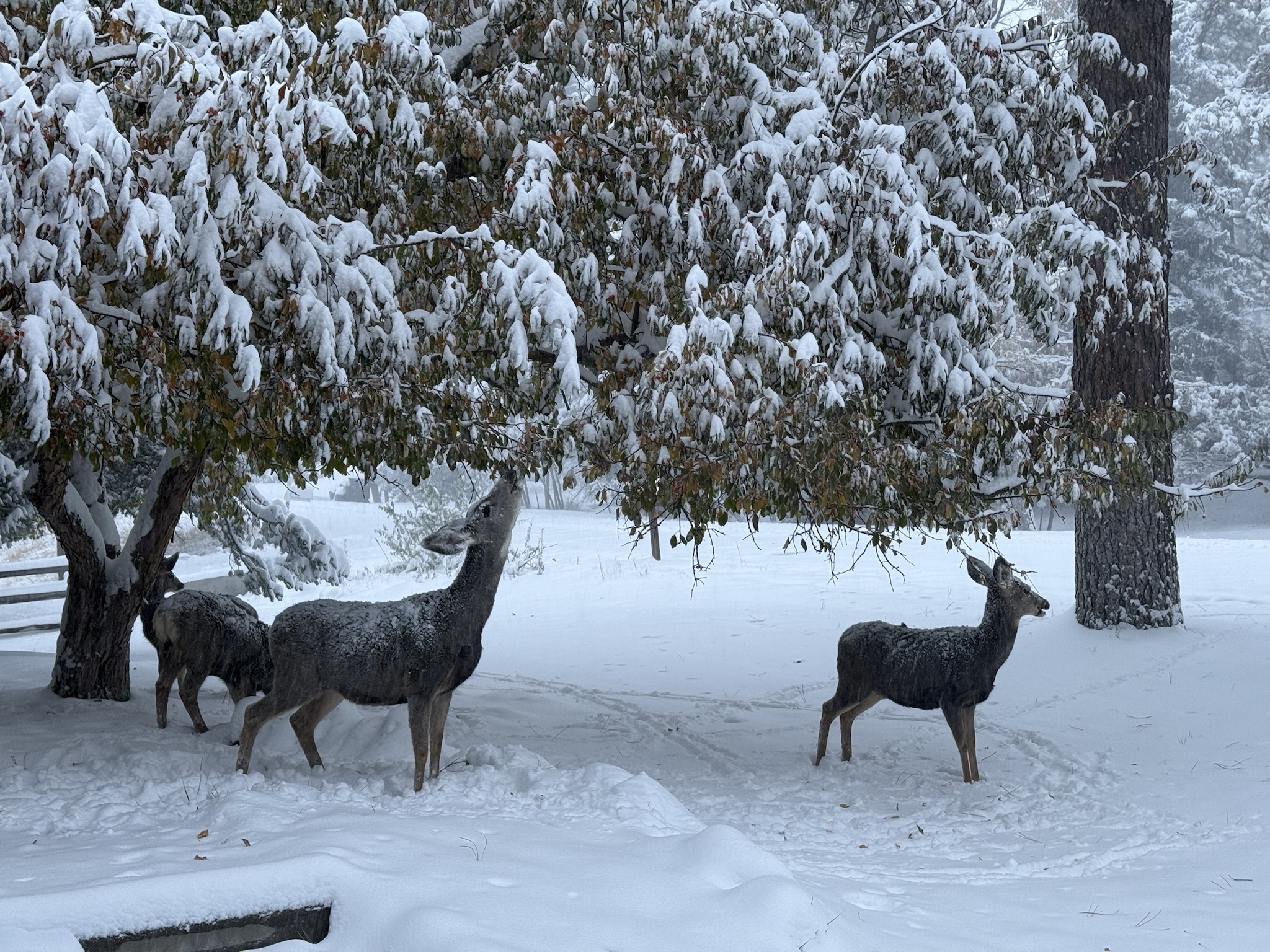 The First Big Snowfall of the Season: Winter is Here!
