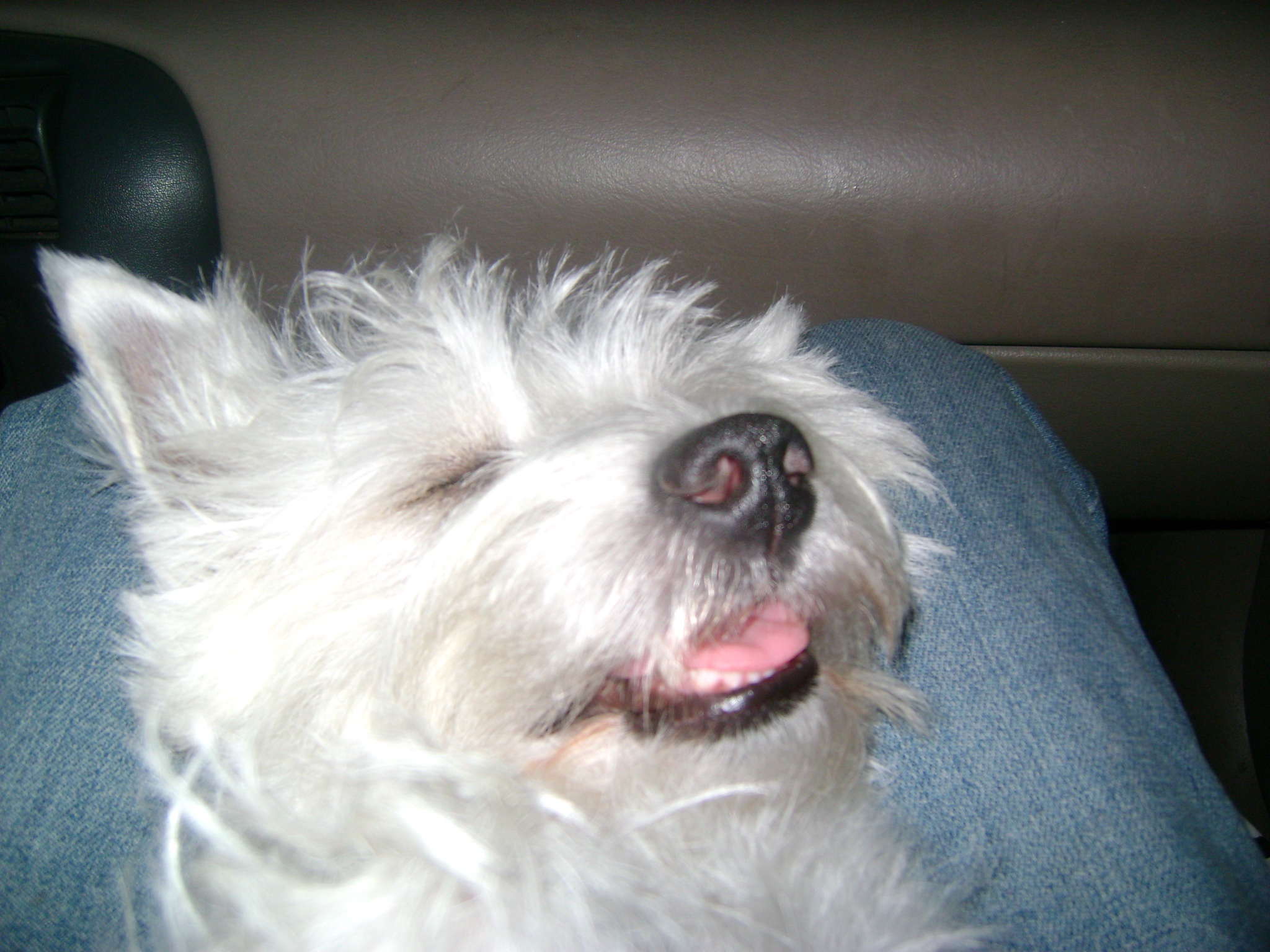 My Road Dog Passed Out in My Lap – Love You Every Day!
