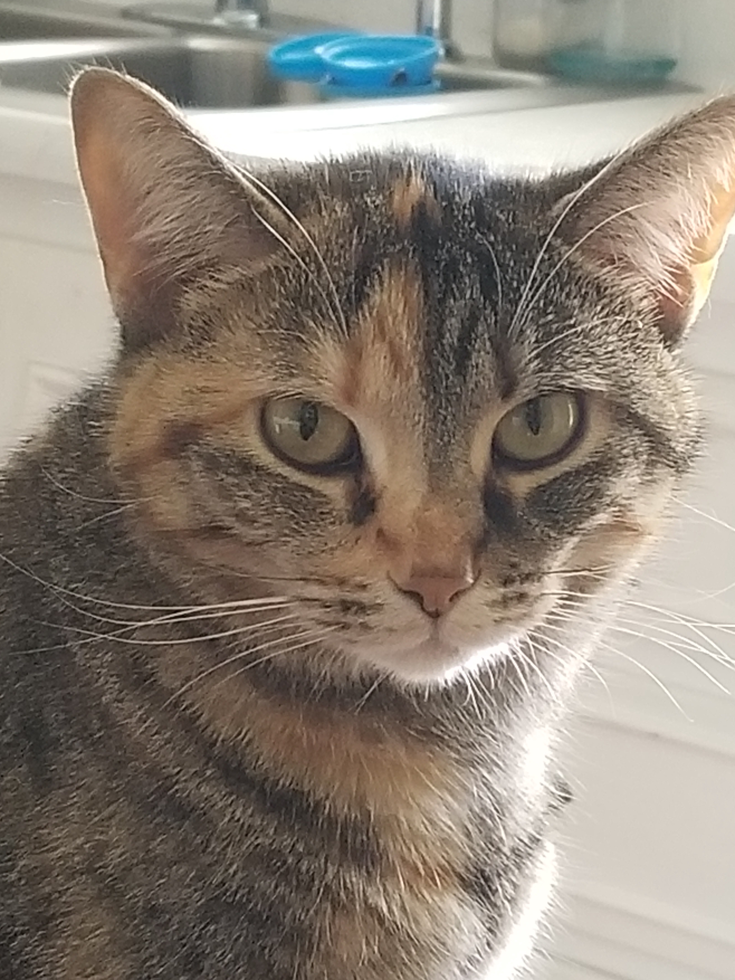 Meet My Girl: Sweet Yet Two-Faced
