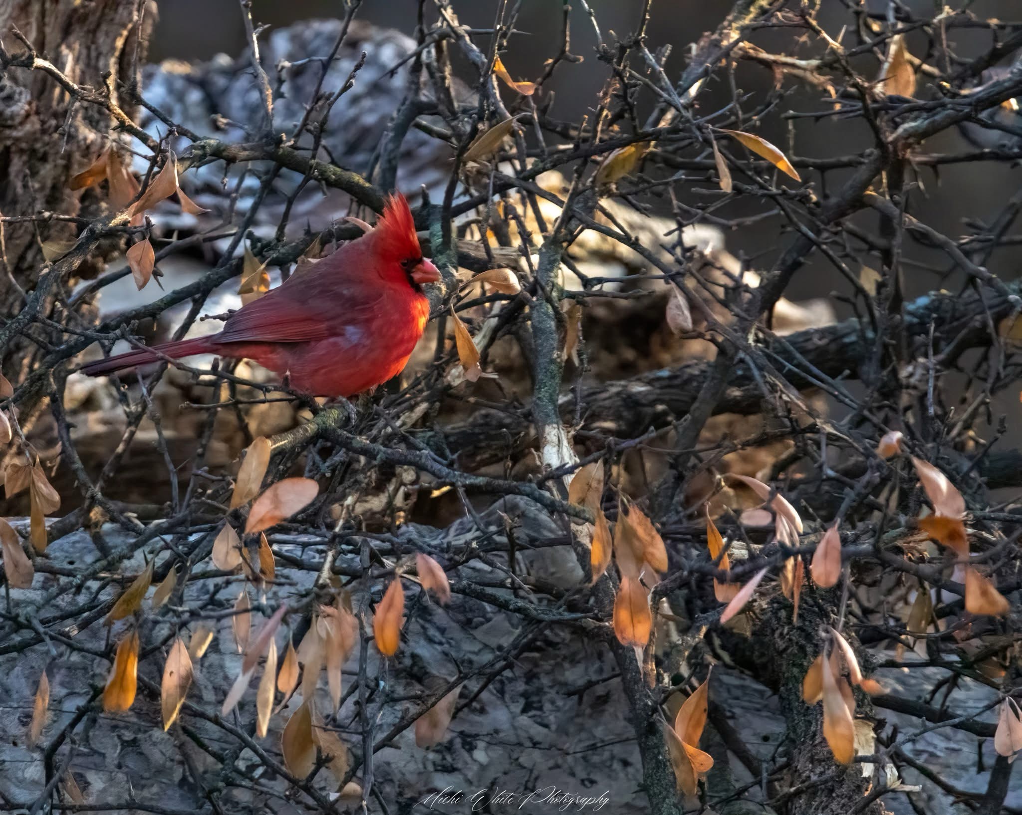 The Majestic Cardinal: Nature's Vibrant Beauty