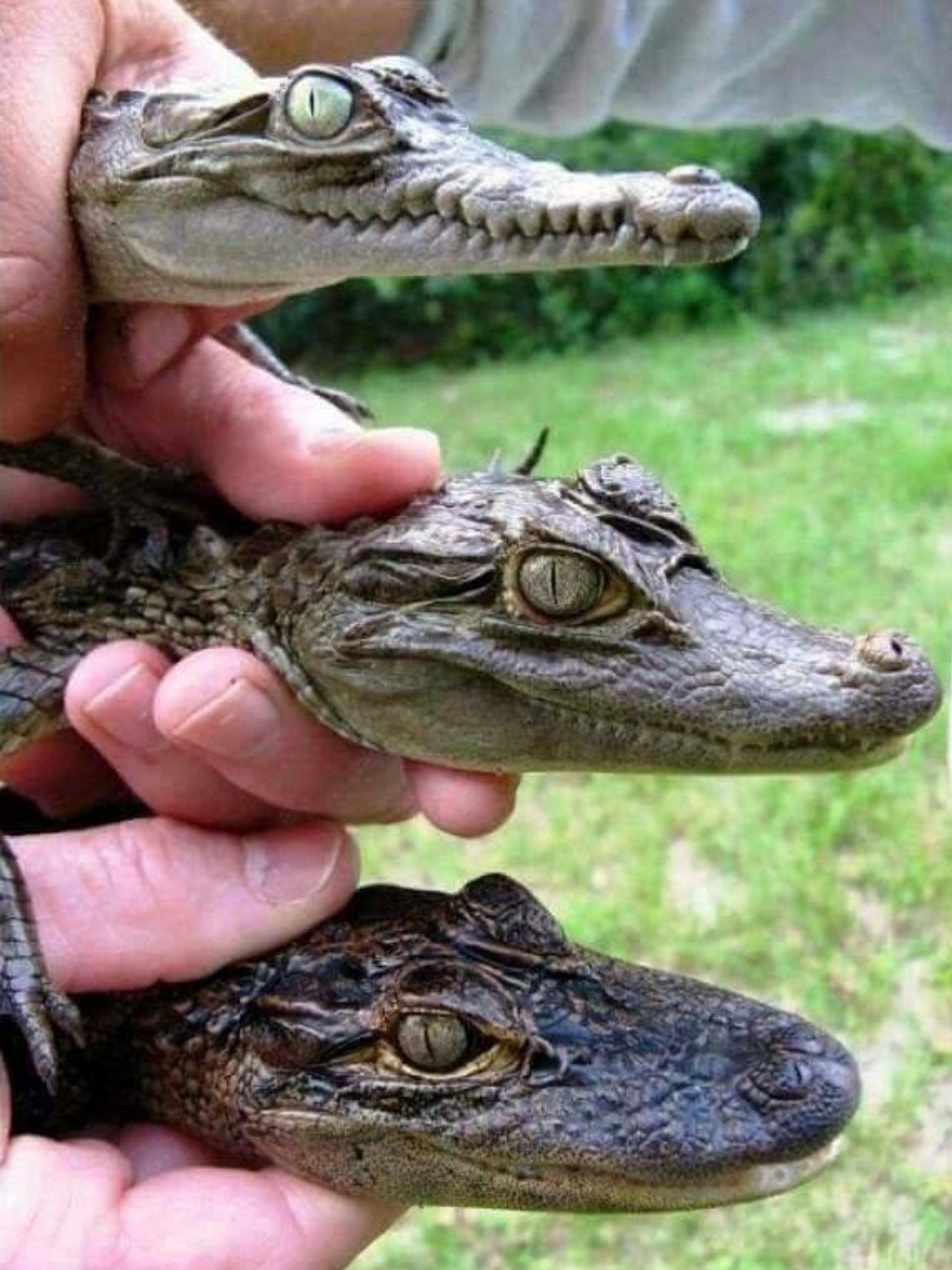 Meet the Reptilian Trio: Crocodile, Caiman, and Alligator