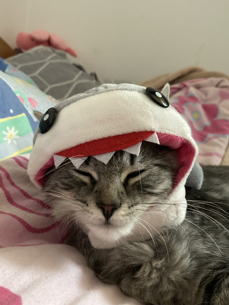 Pusa: The Adorable Feline Star