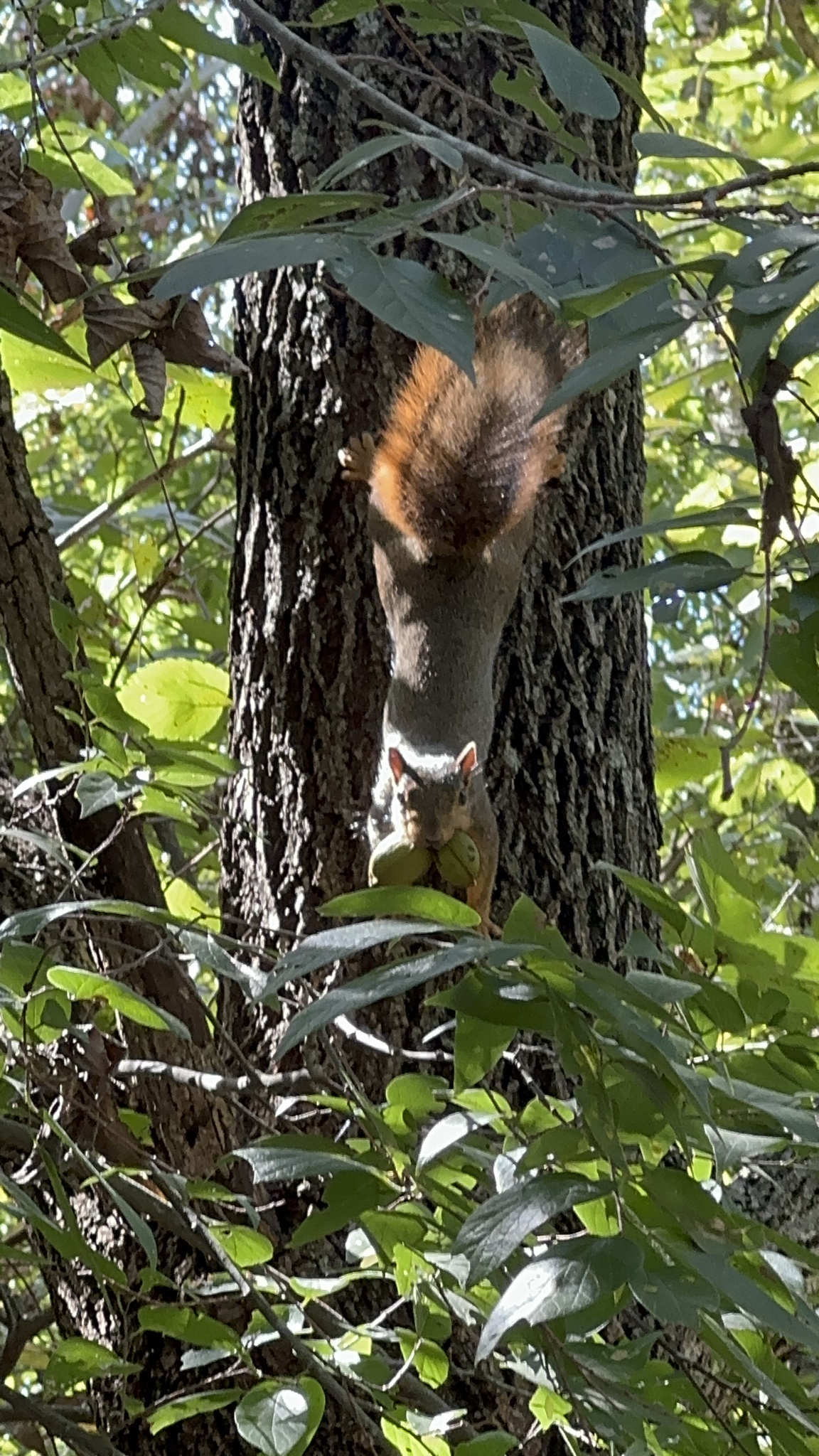 Brace Yourselves, Squirrels: Acorn Season is Here!