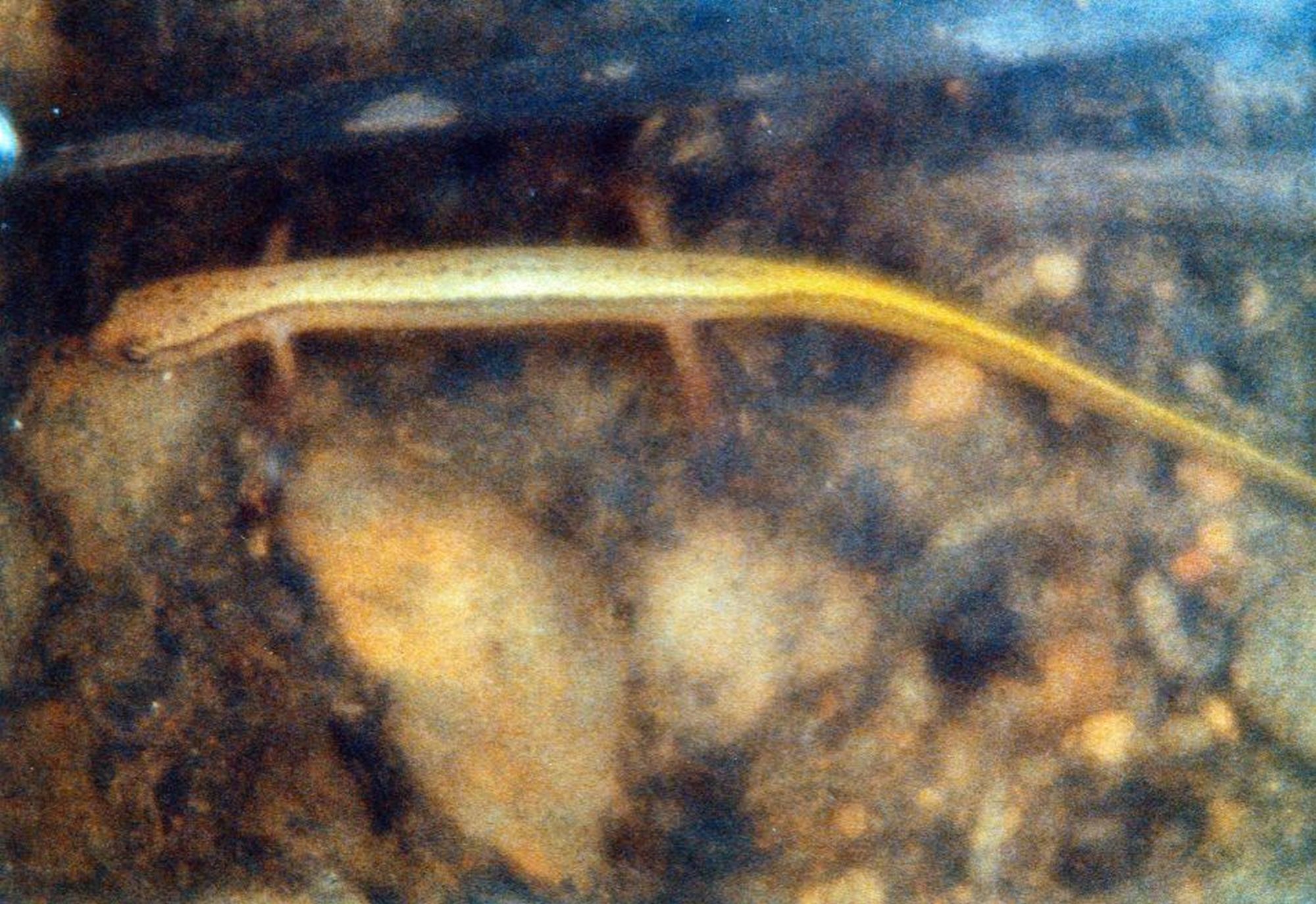 Meet the Northern Two-Lined Salamander: Nature's Hidden Gem