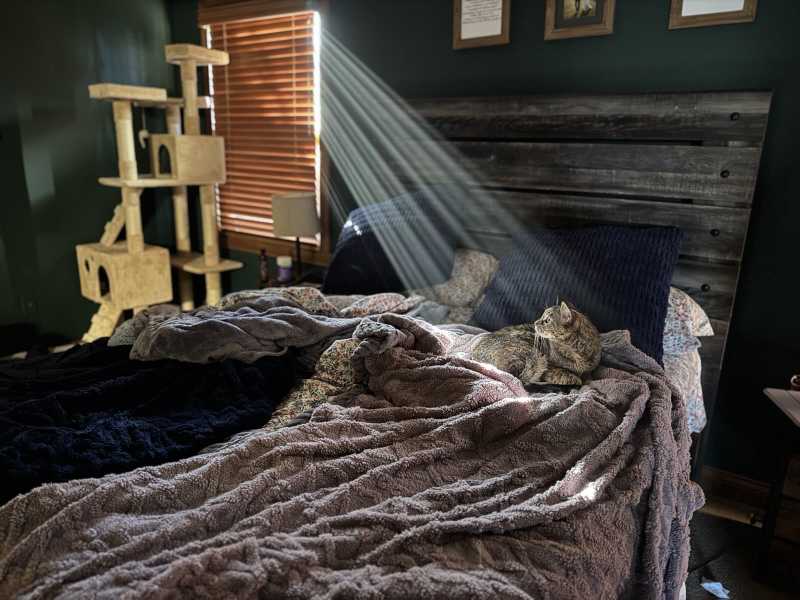 The Warm and Cozy Life of Our Feline Friends