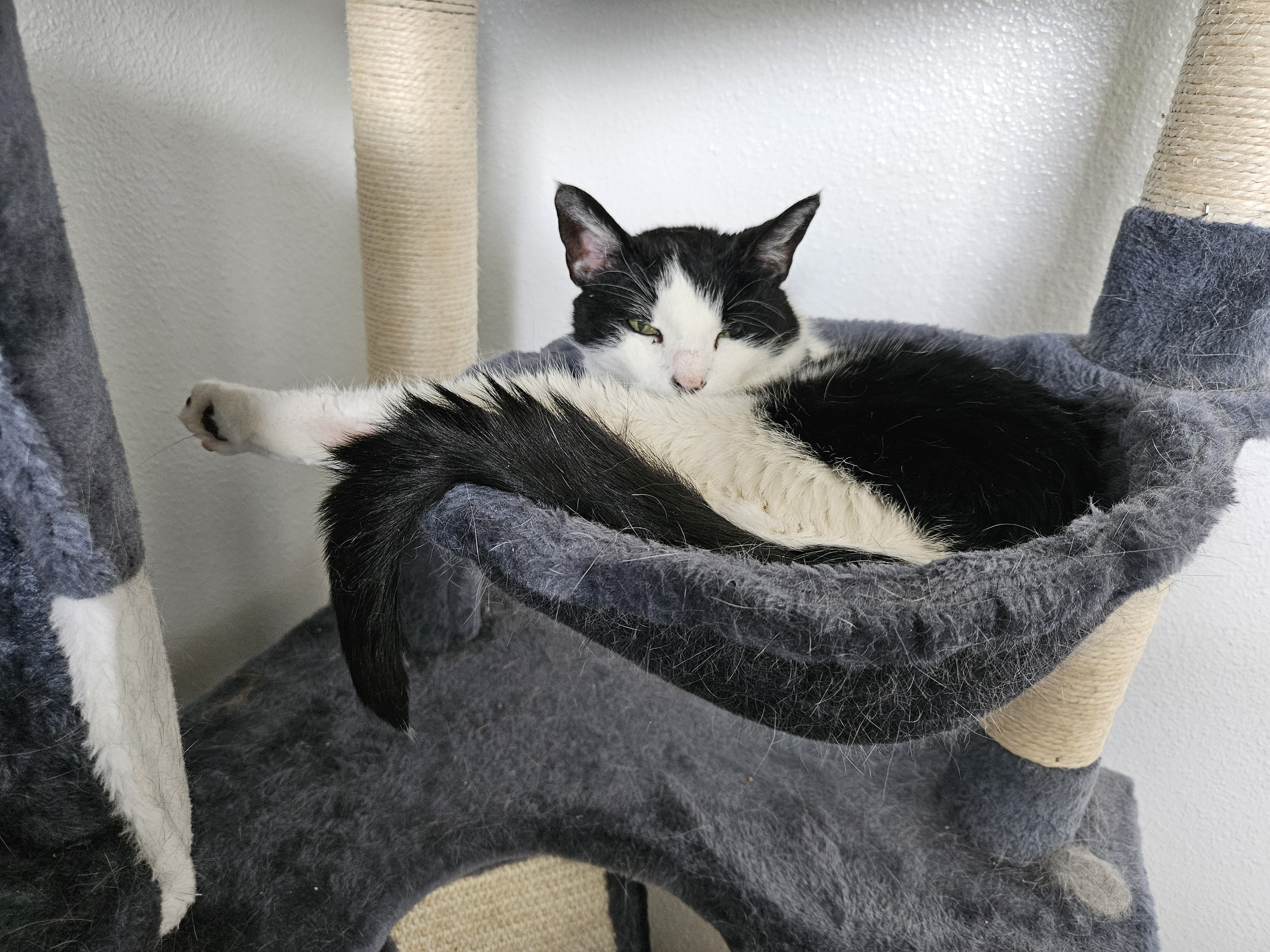 Serving a Little Leg to Boost Those Upvotes