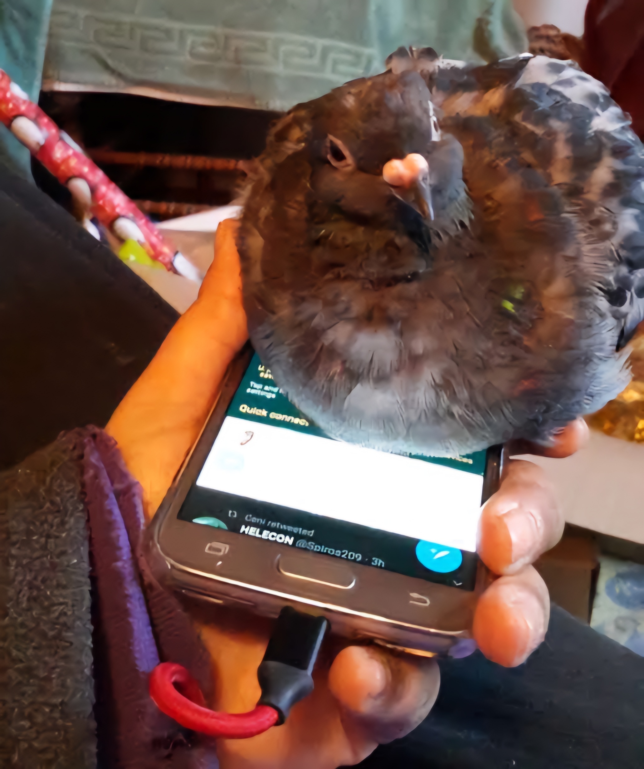 A Young Pigeon Enjoys a Cozy Moment on a Phone