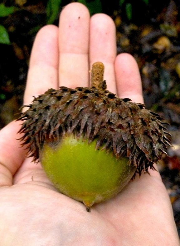 Acorns Can Be Quite Impressive Too!