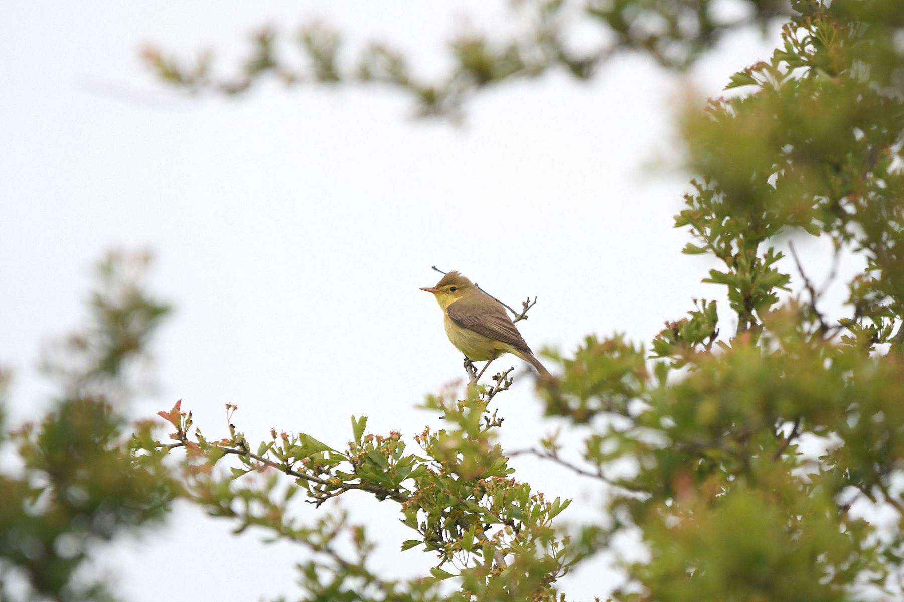 Pouillot, France - Vienne Department, May 24th