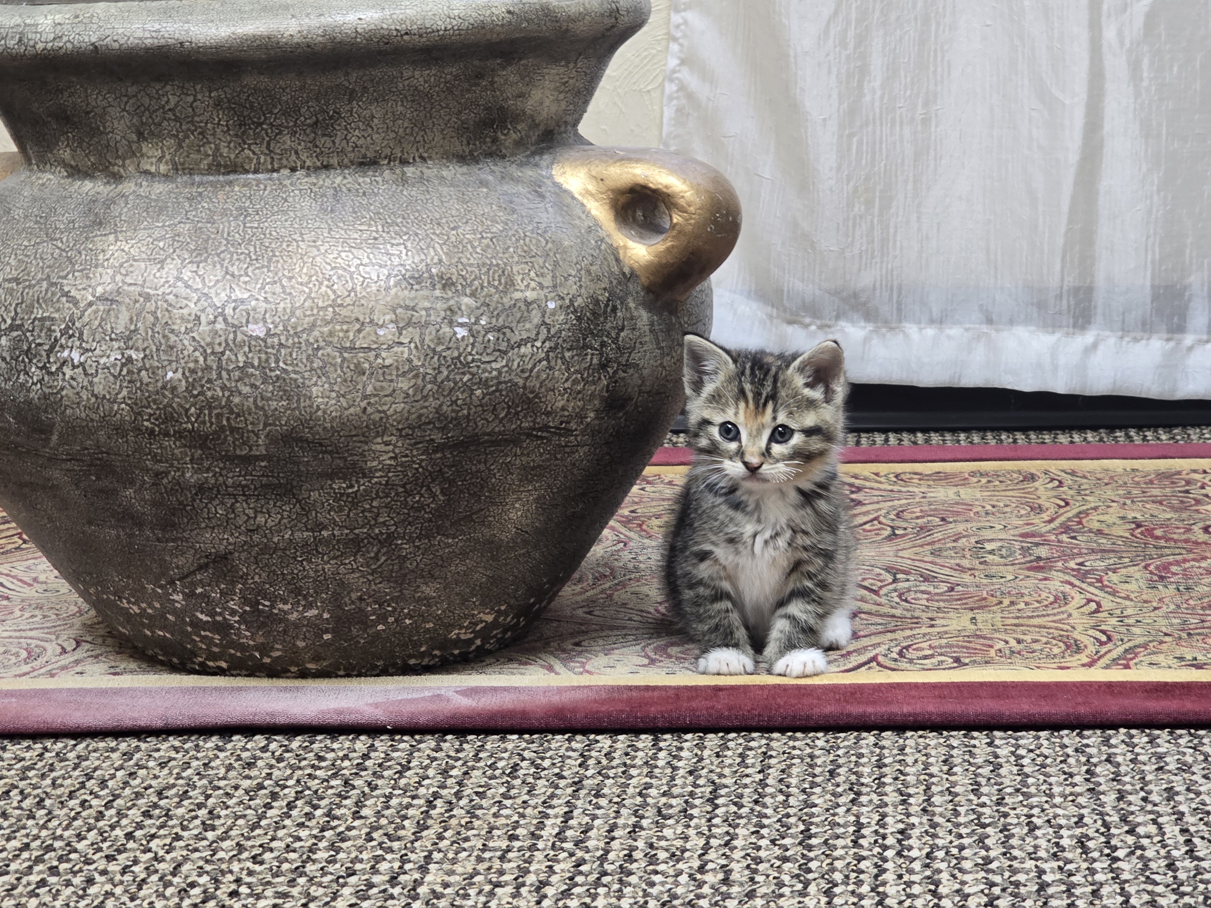 Introducing Luna: The Newest Member of the Family!