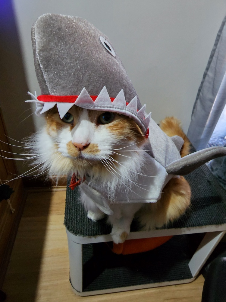 Sharkcat is Craving a Little Snack...