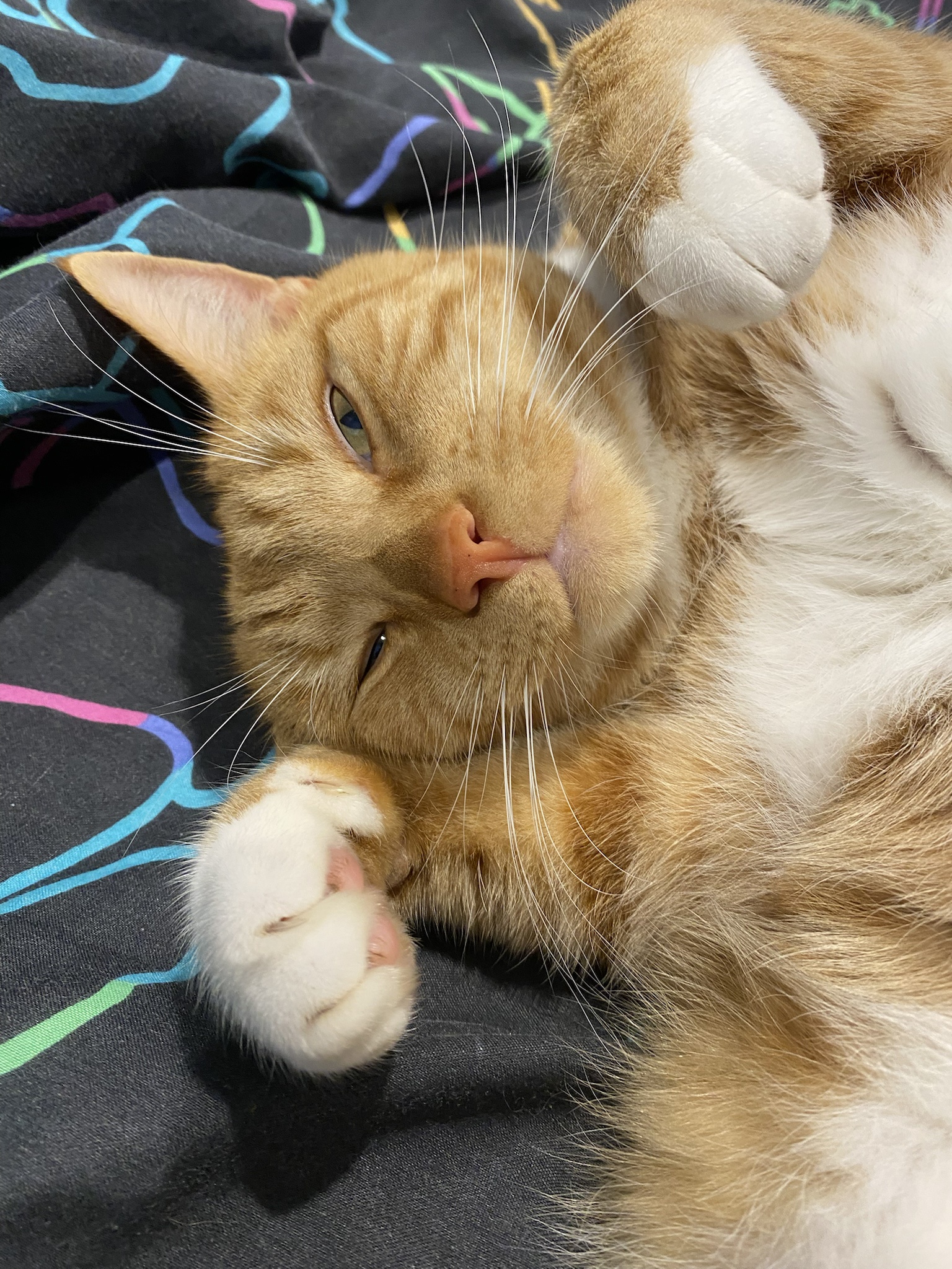 Biscuit’s daily snapshot of joy