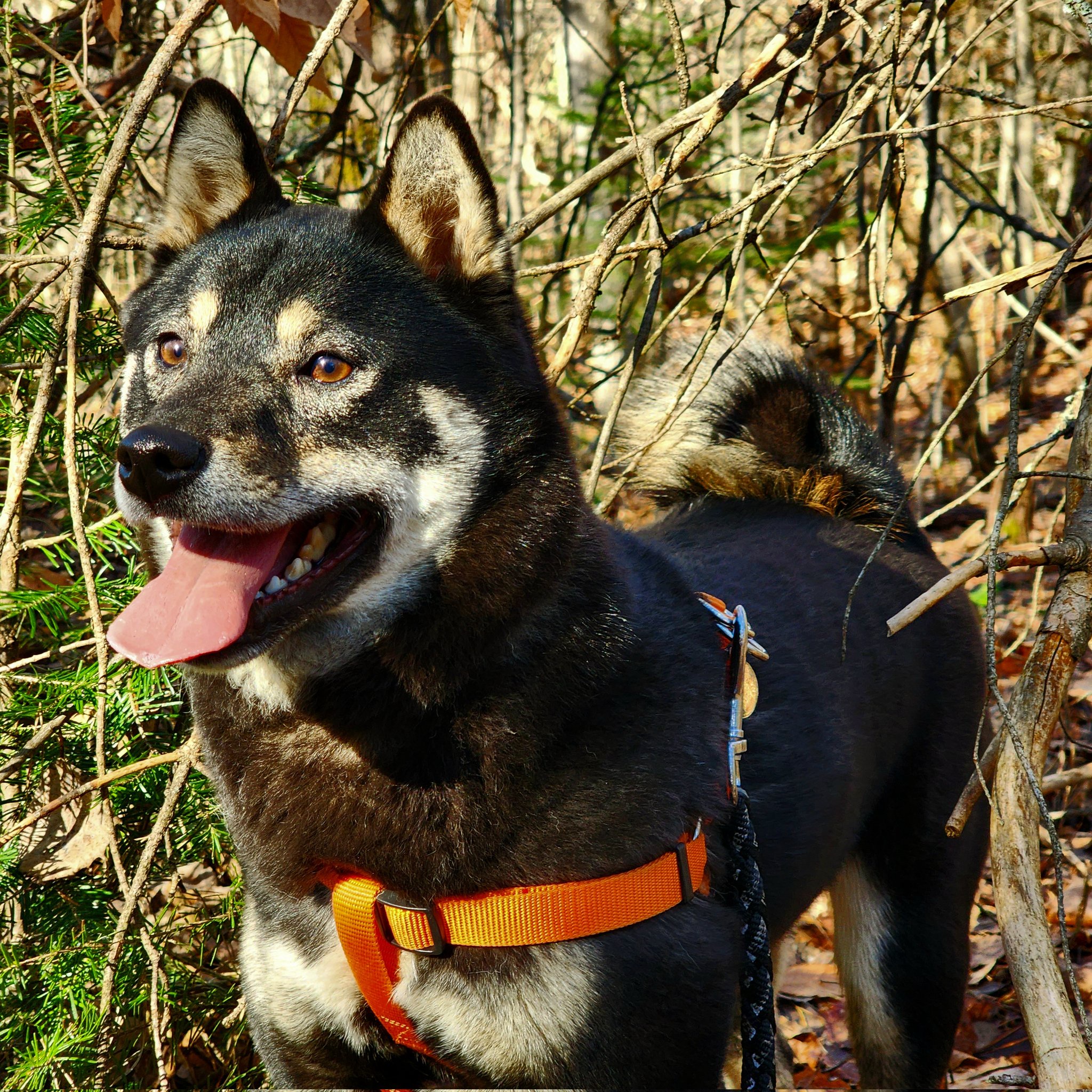 The Unlikely Hybrid: Meet Dogcat