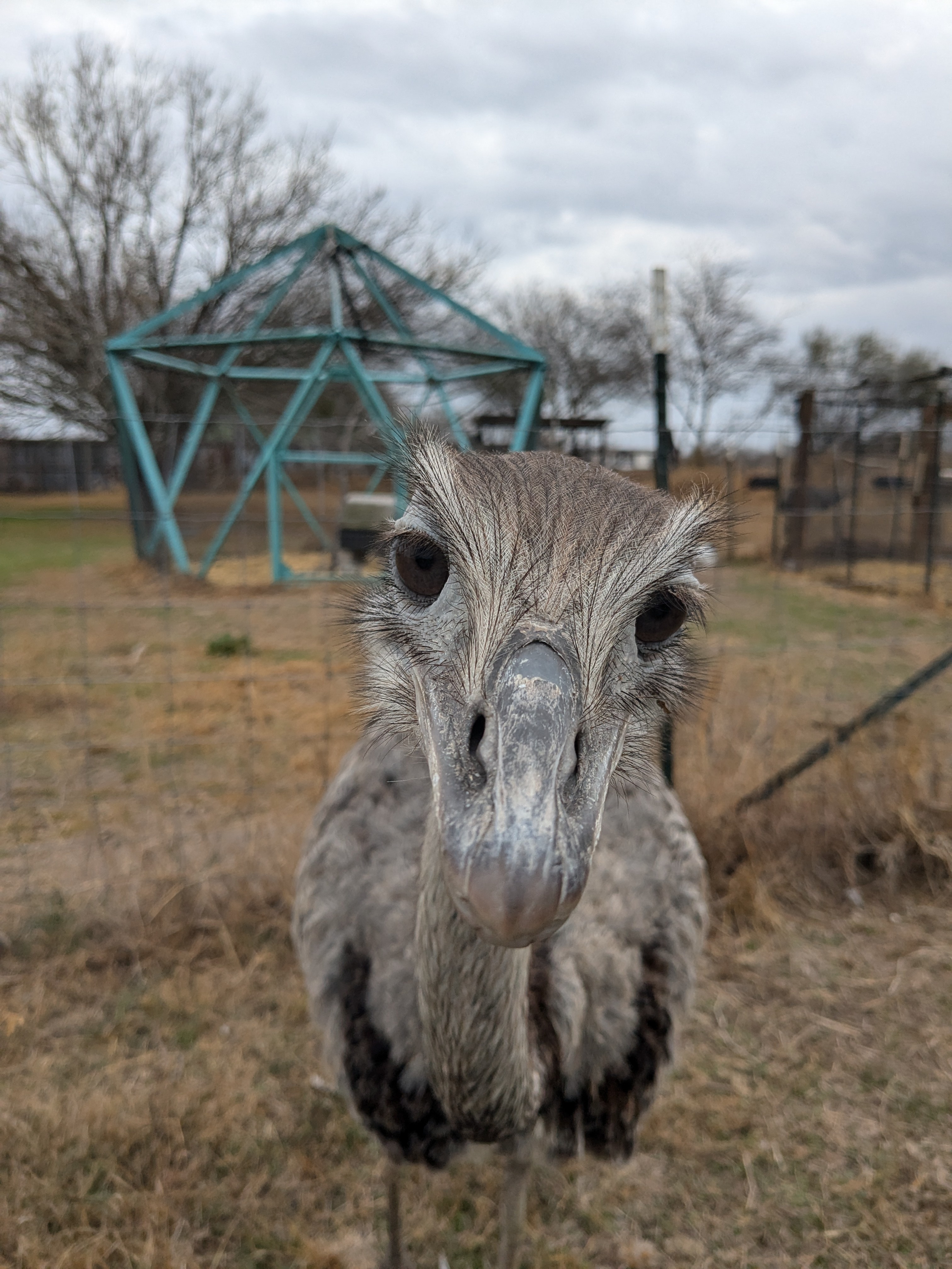 I Took a Bite for the Boop and Yes, I Got Bit!