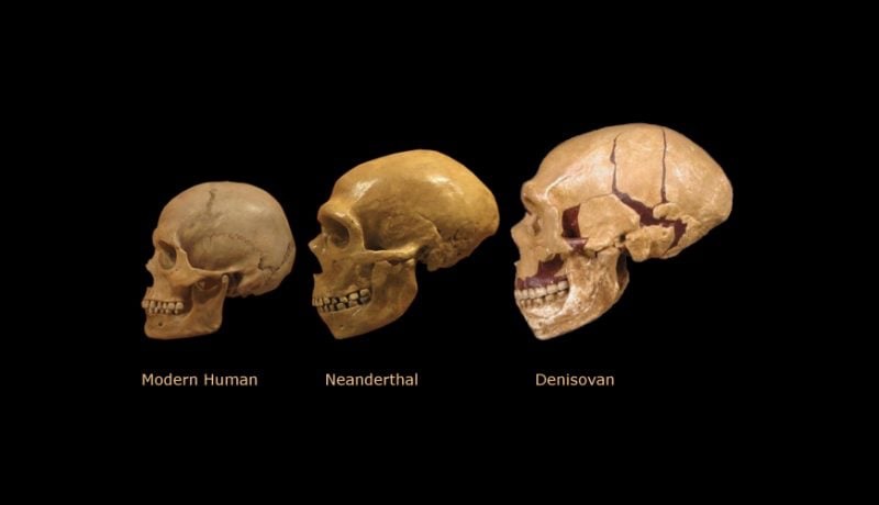 The Fascinating Journey of Human Evolution