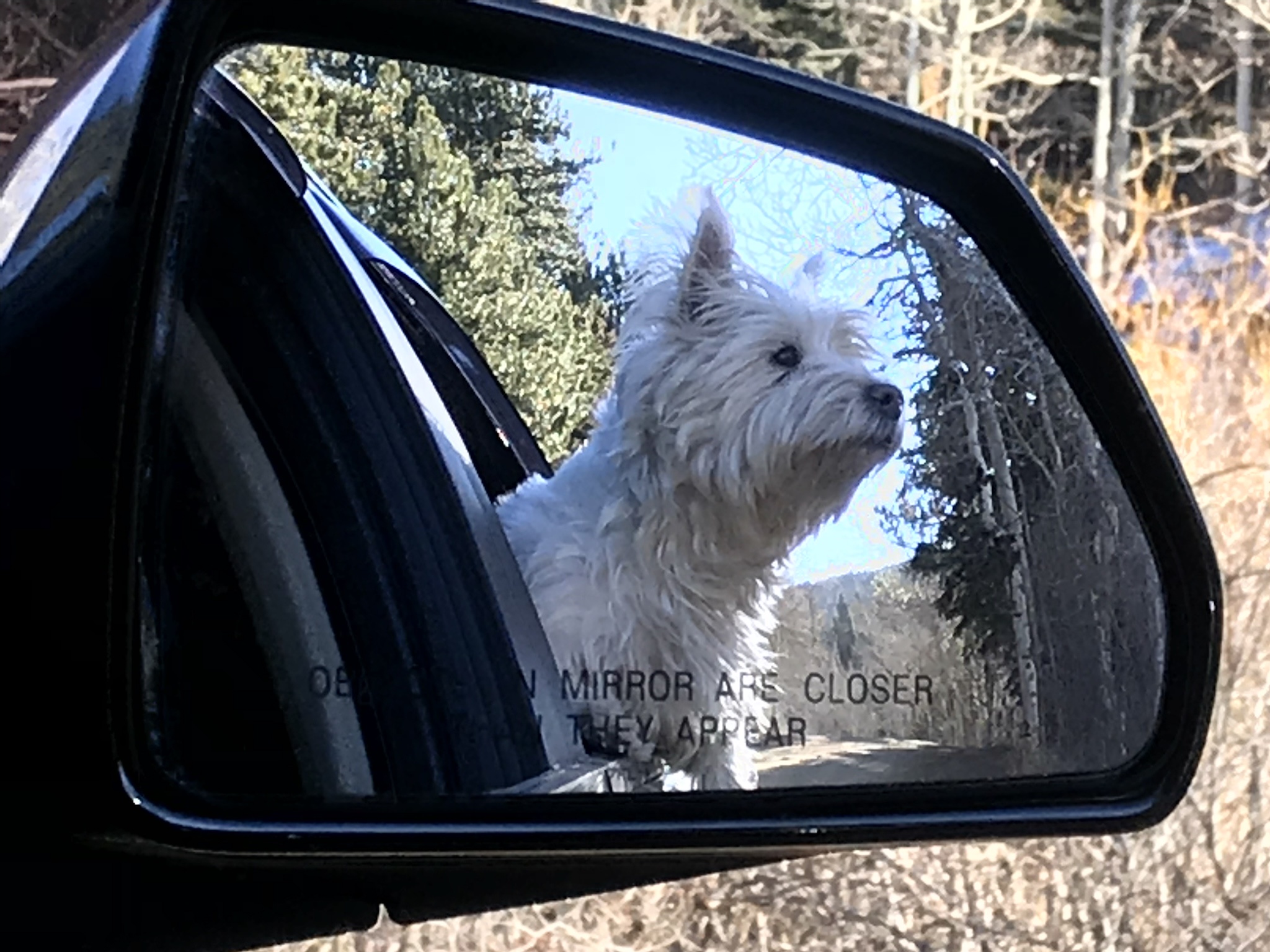 Time for Some Mountain Sniffs: Lils' Favorite Adventure!