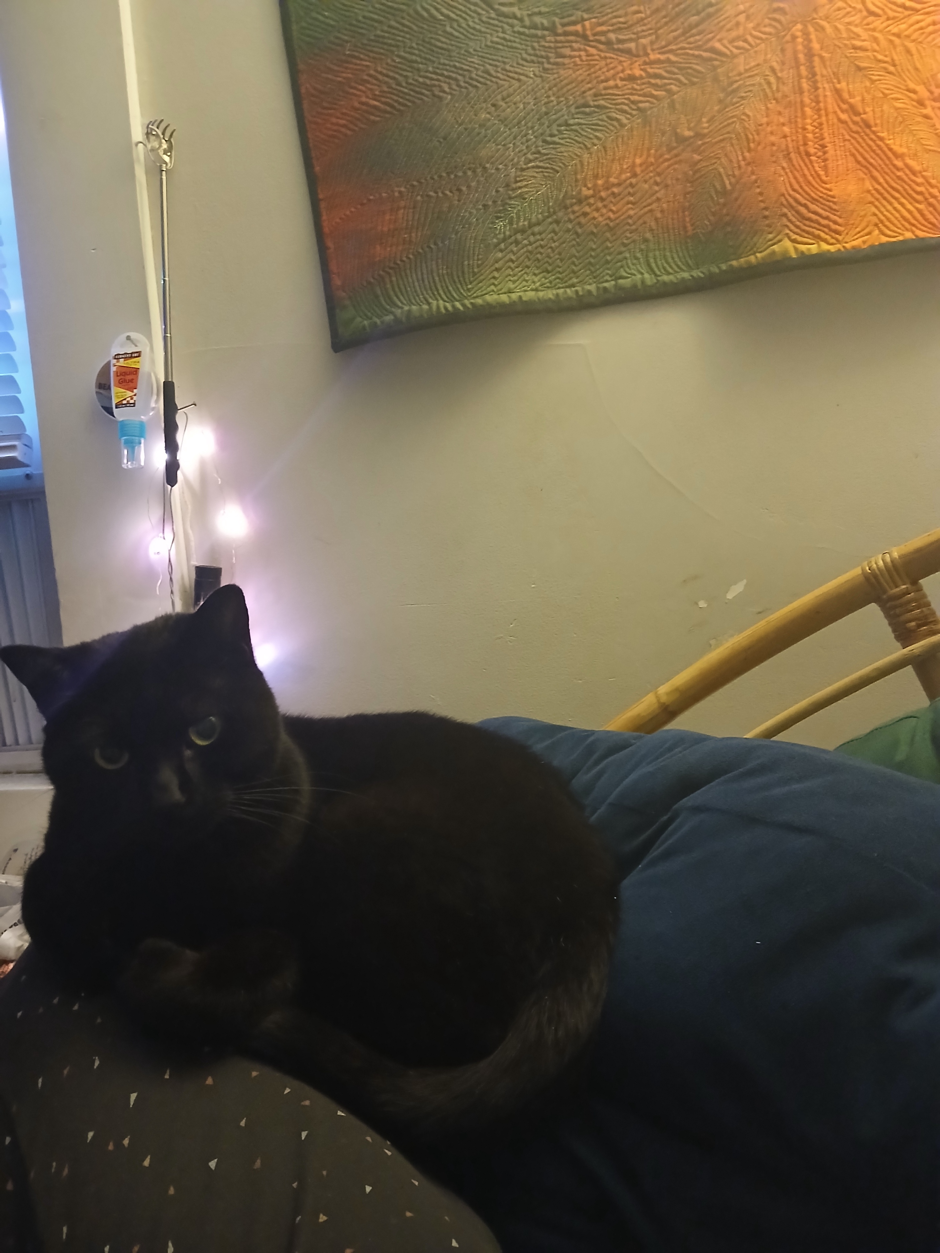 A Captivating Still Life Featuring a Black Cat and a Beautiful Tapestry