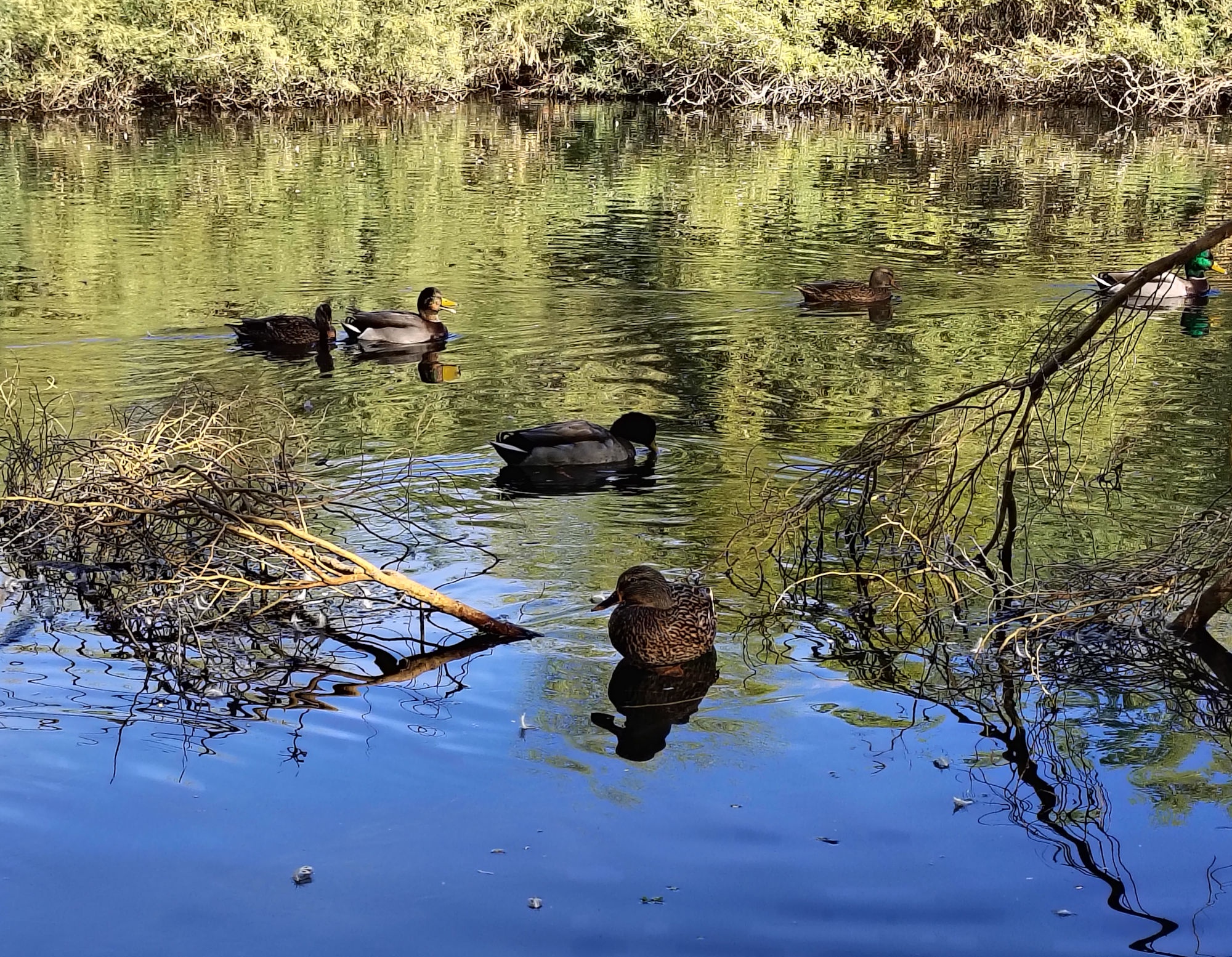 Exploring the Tranquility of Bullfrog Pond