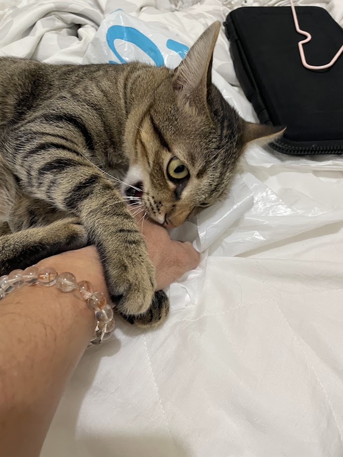 When your cat decides to assert dominance with a playful bite