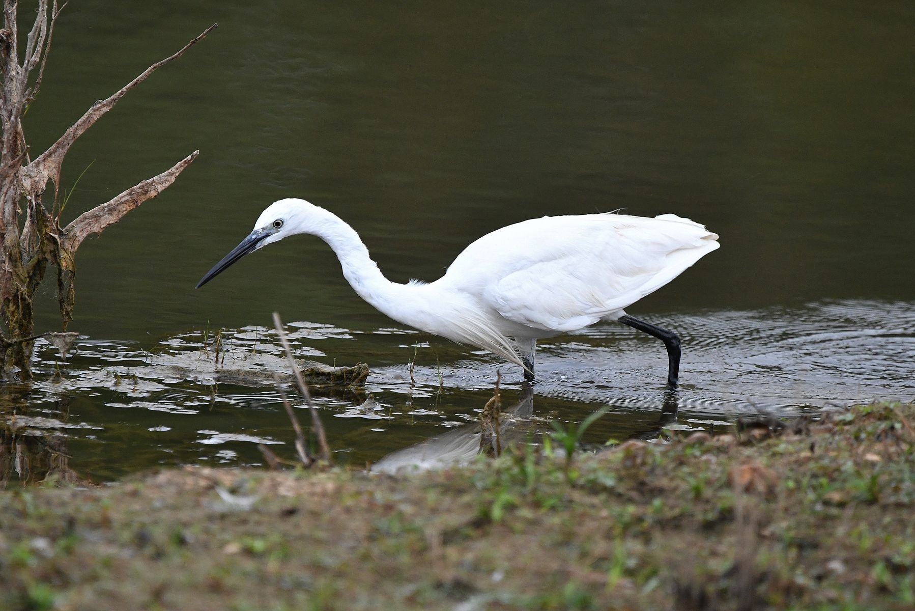 Aigrette Garzette: Another View from Vienne, France (08/24)