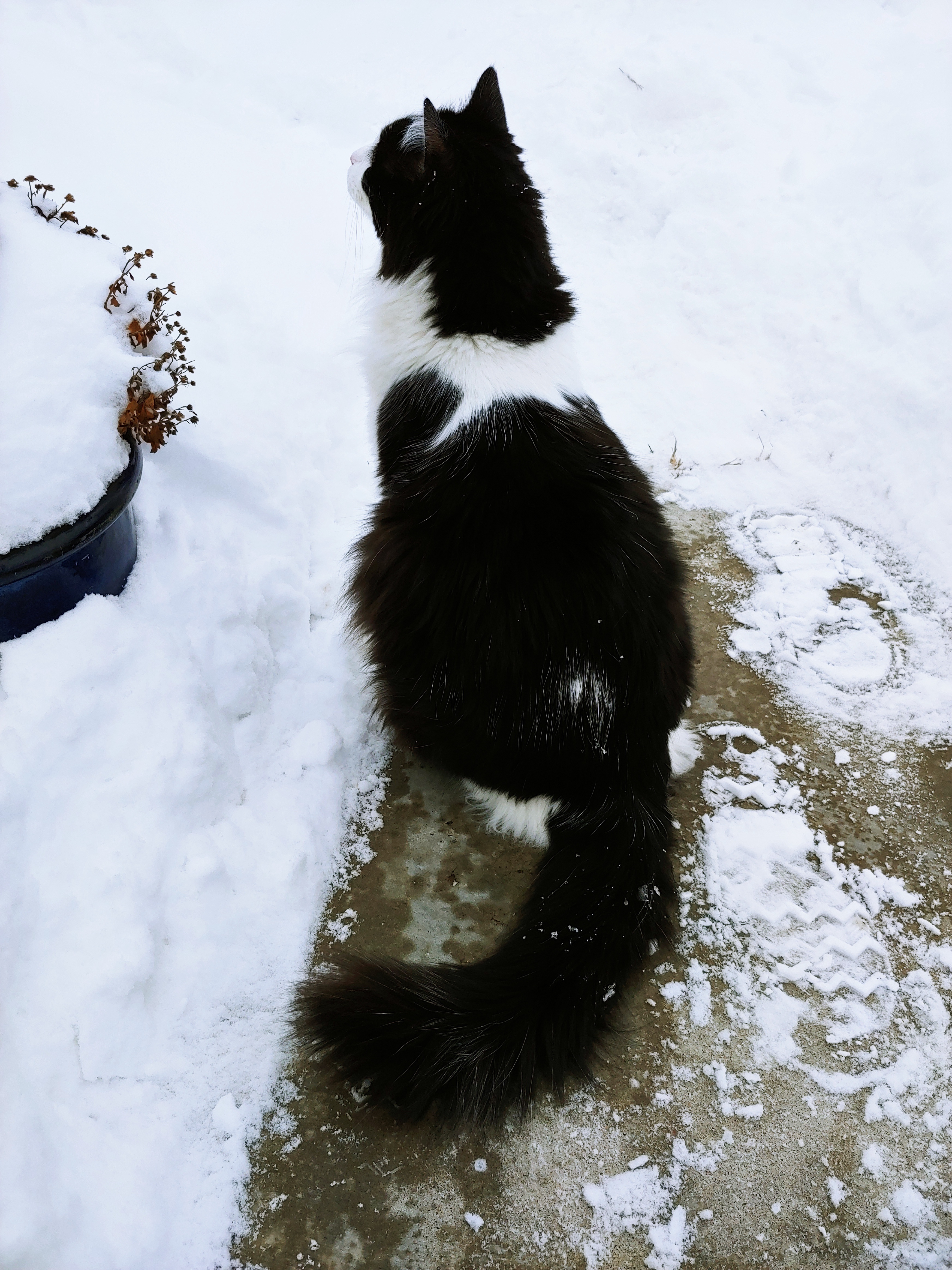 You wouldn't dare throw snowballs at a majestic cat, right?