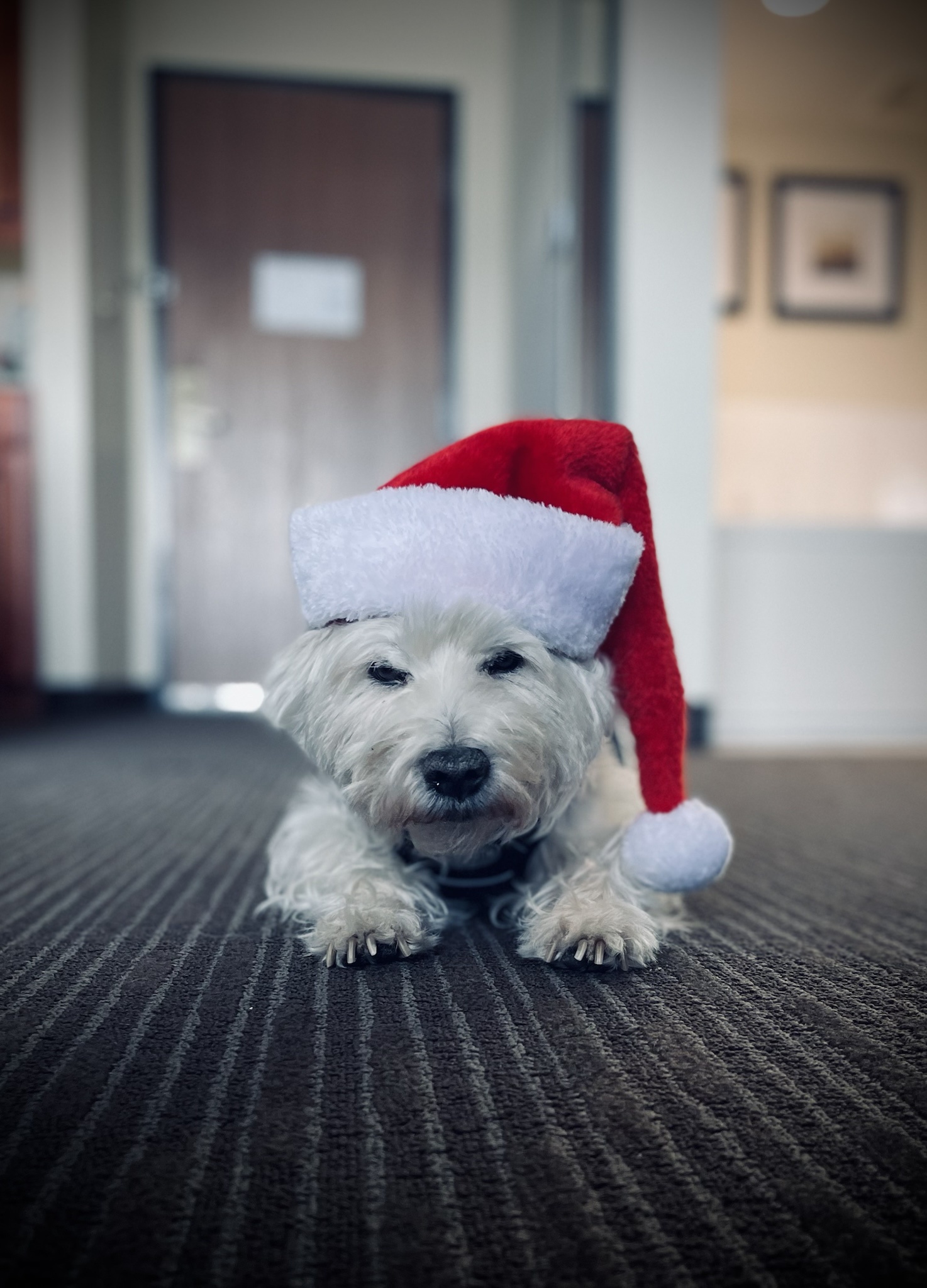 Wishing everyone a Merry Christmas and Happy Holidays with Christmas Lily!