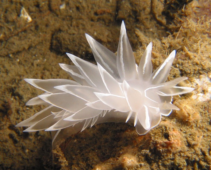 Rest of the World: Sorry, Here’s Some Sea Slugs!