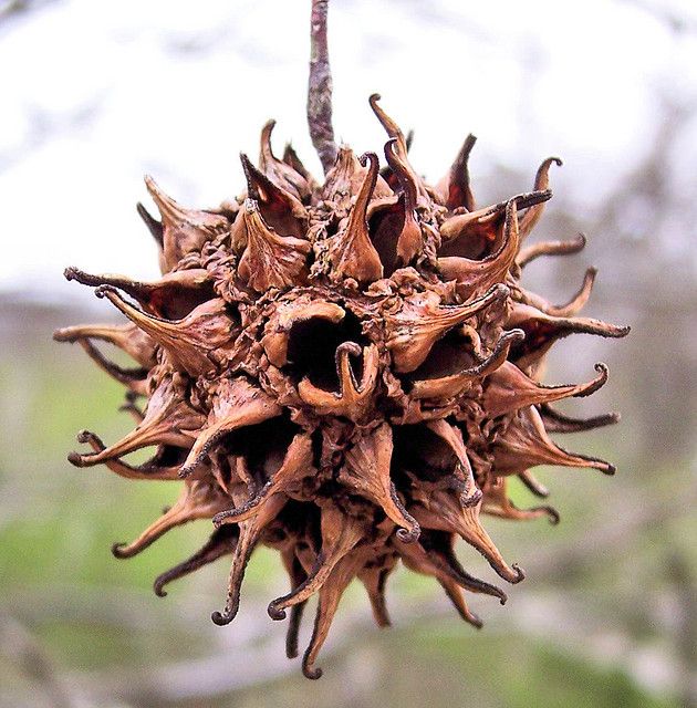 Nature's Unique Sweet Gum Seed Pod