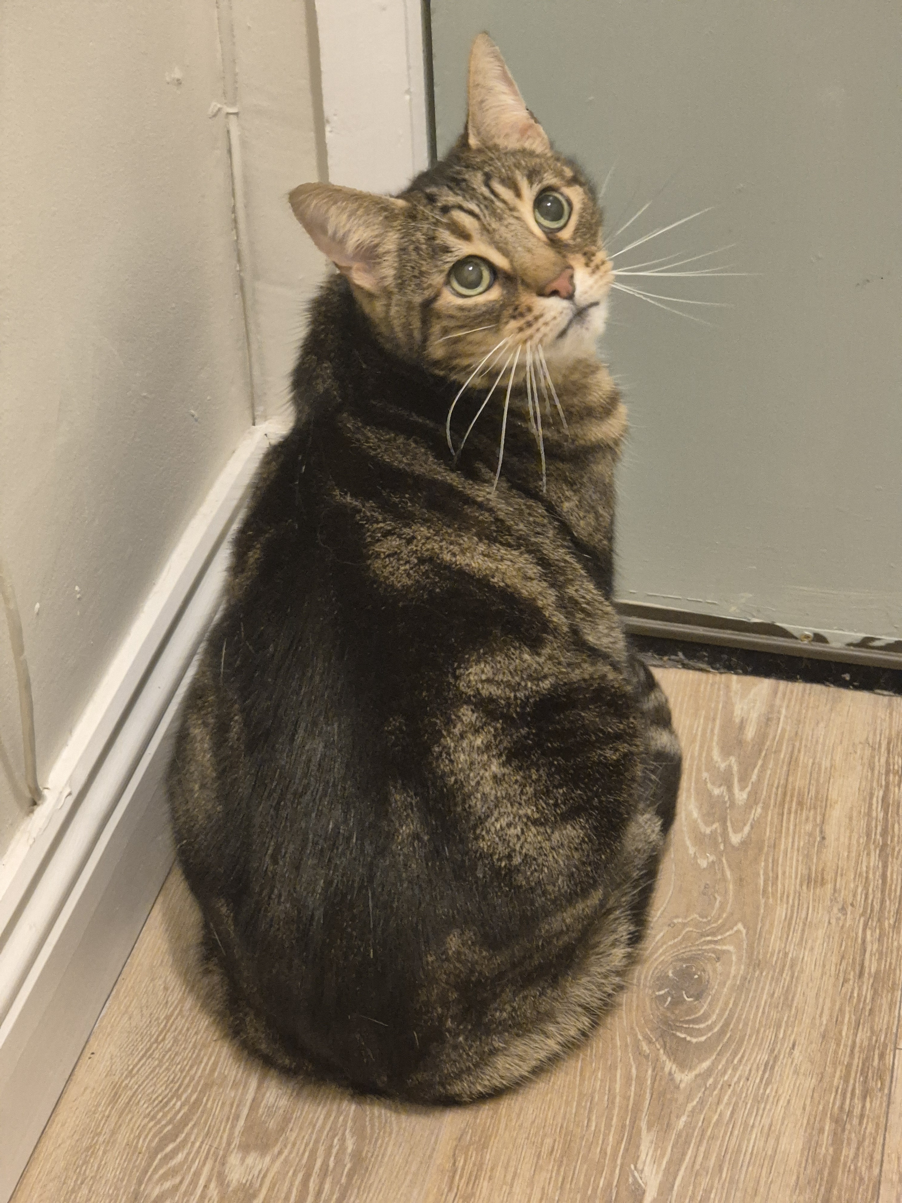 Spotted: A Lost Cat in Dublin, Ireland