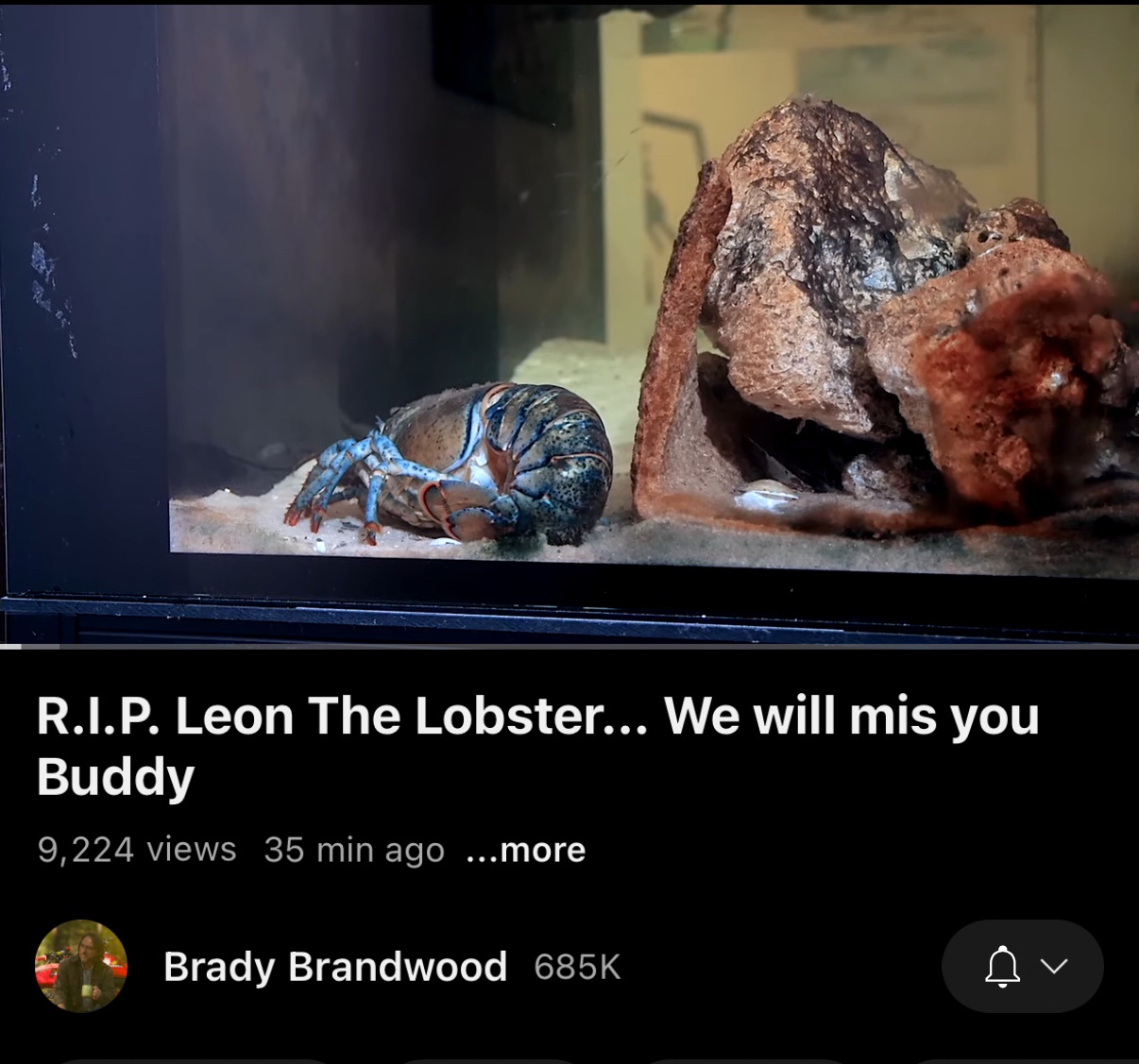 Oh no, no, no! Rest in peace, Leon, my little buddy, the lobster king. I'm heartbroken.