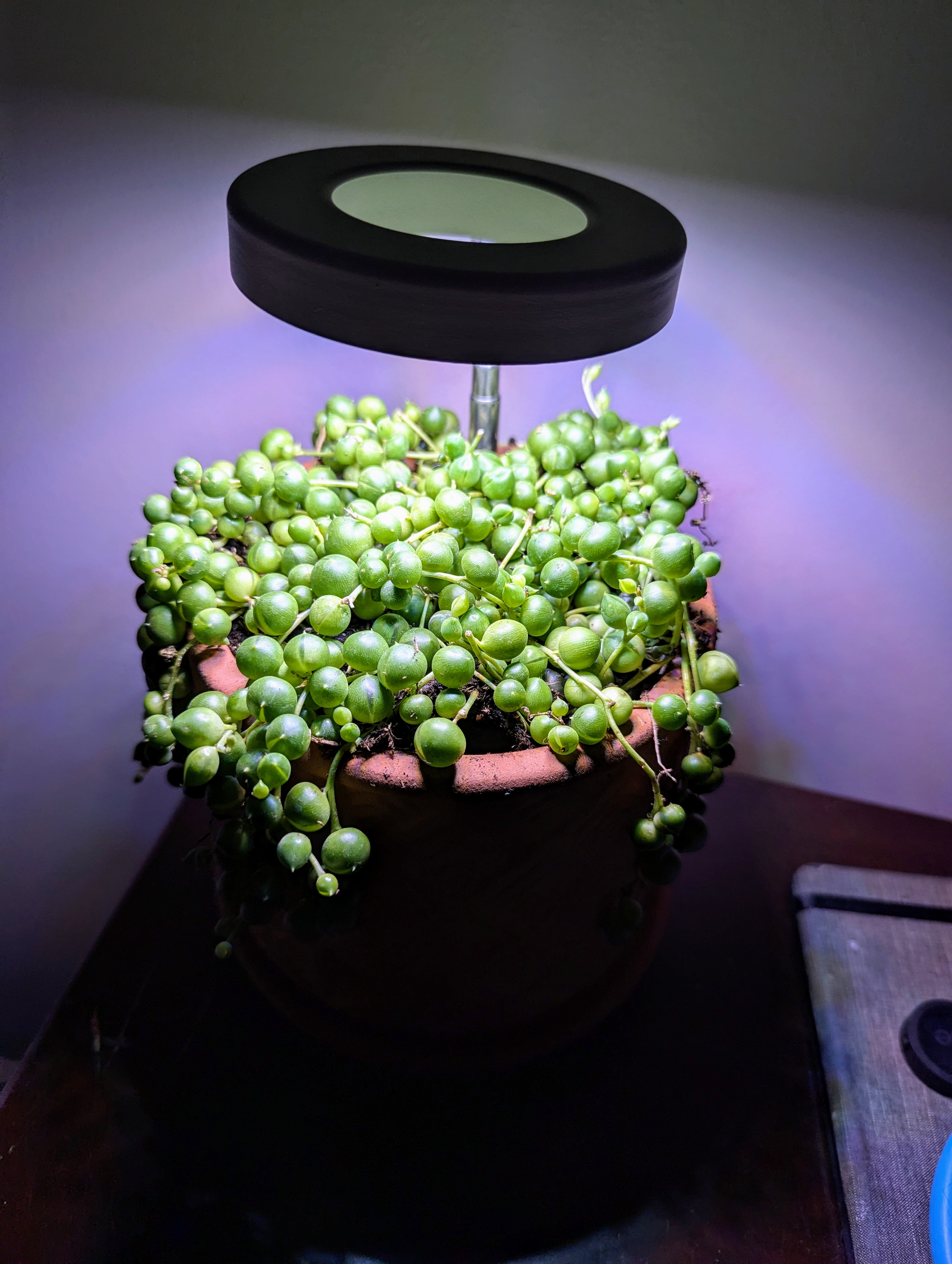 Witness the Transformation: Five Months of My String of Pearls Growth