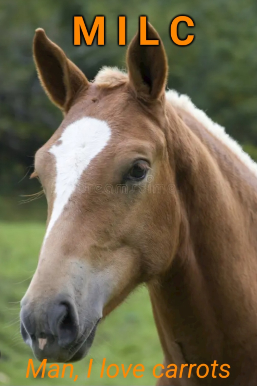 My Neighbor's Majestic Horse