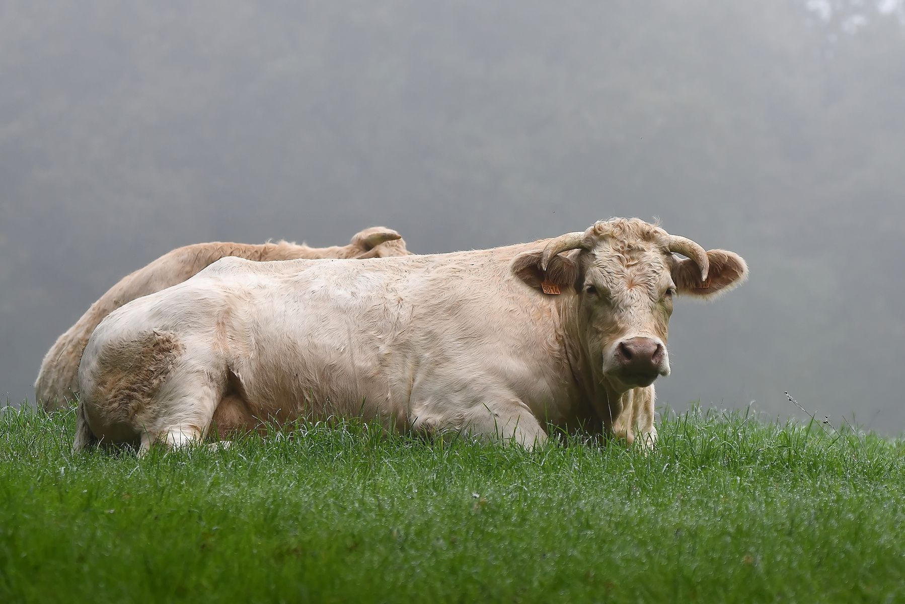 Charolaise Cattle: A Glimpse from Vienne, France