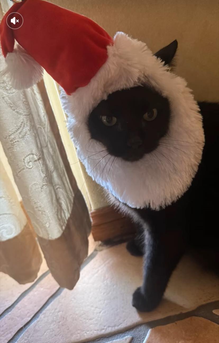 Warm Christmas Wishes from Salem (Sammy)!