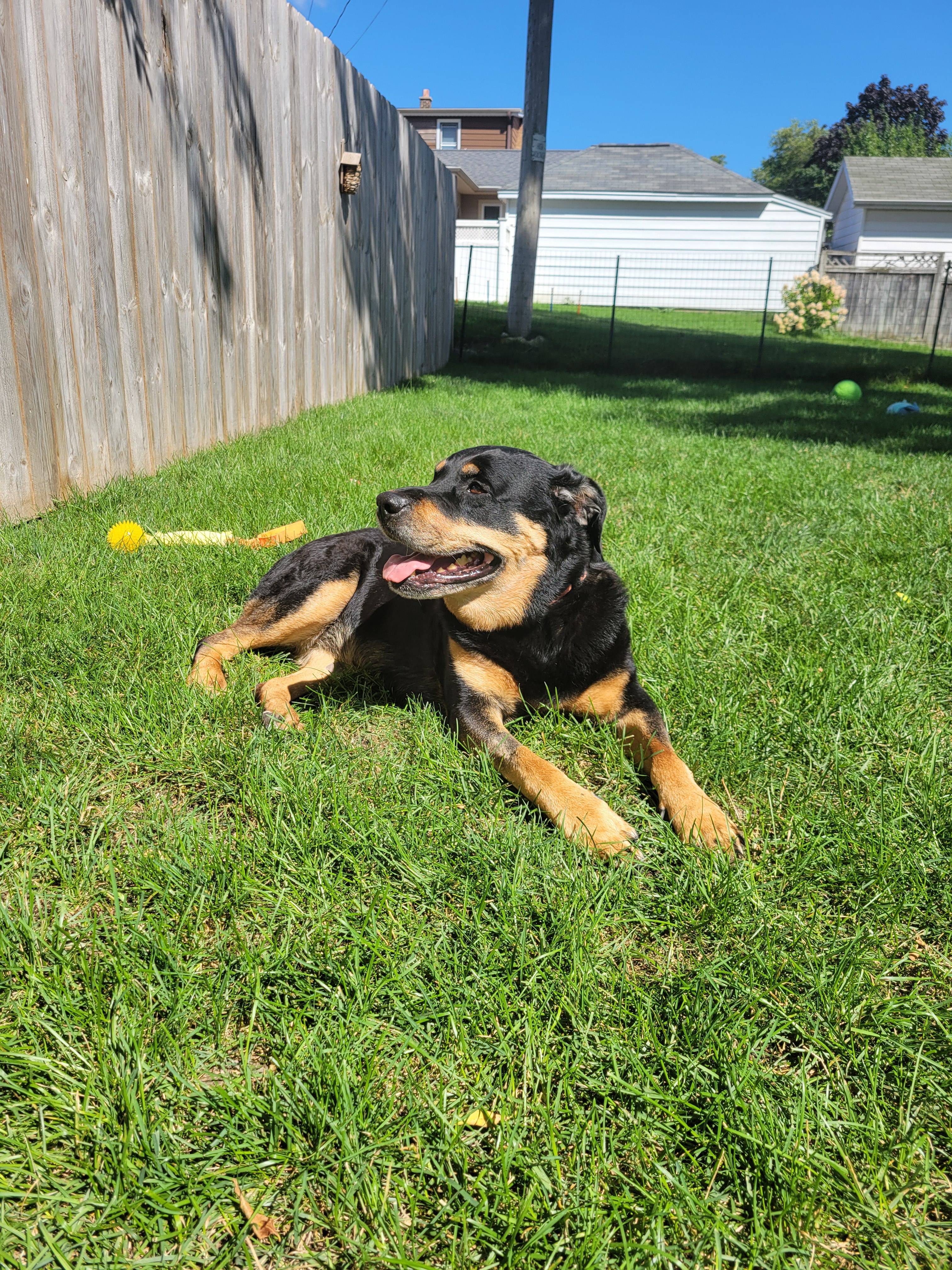 A glimpse into the life of my beloved dog Vera