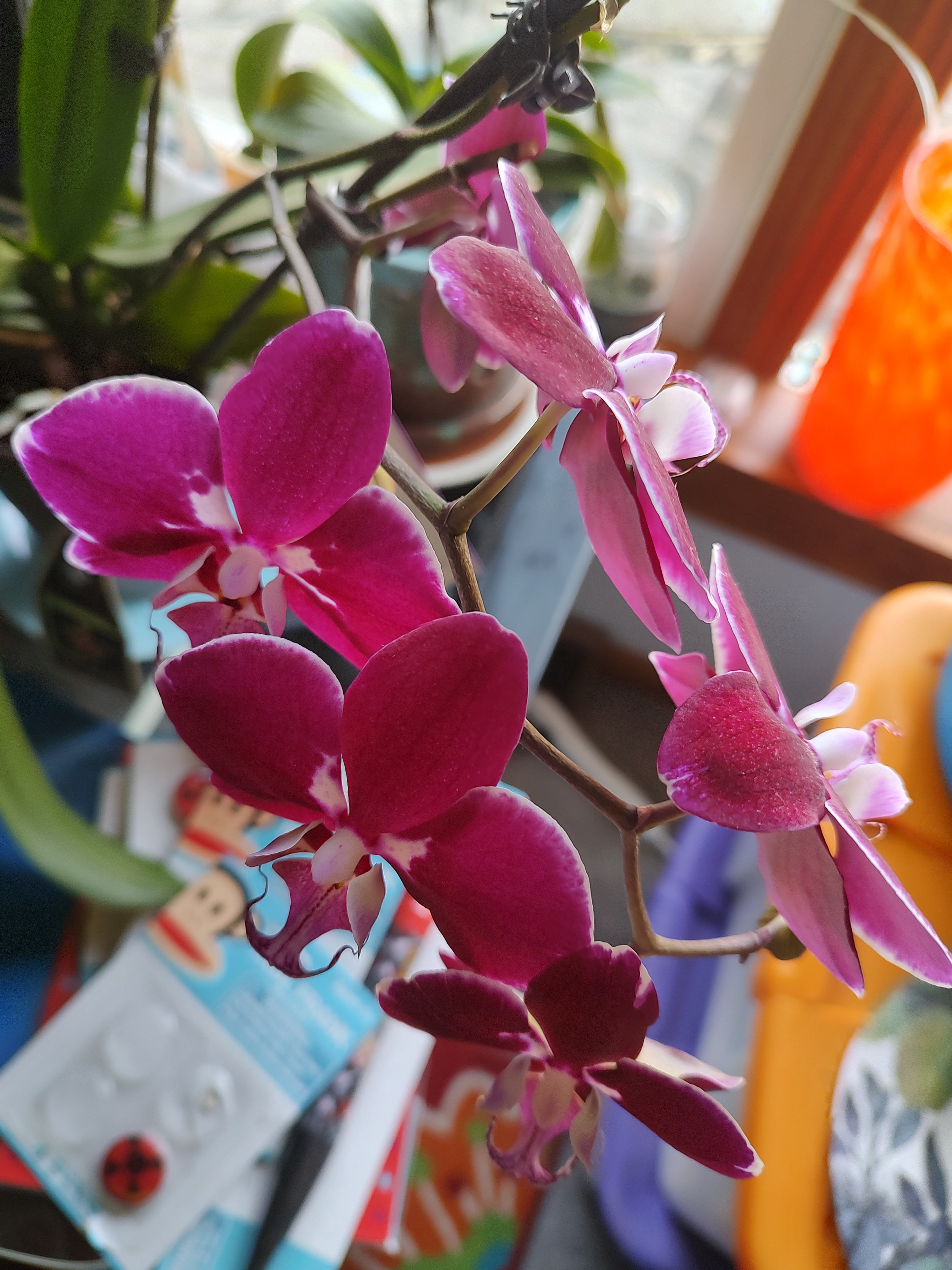 Today's Orchid Blooms: A Stunning Display of 6 Flowers - 02/07/2025