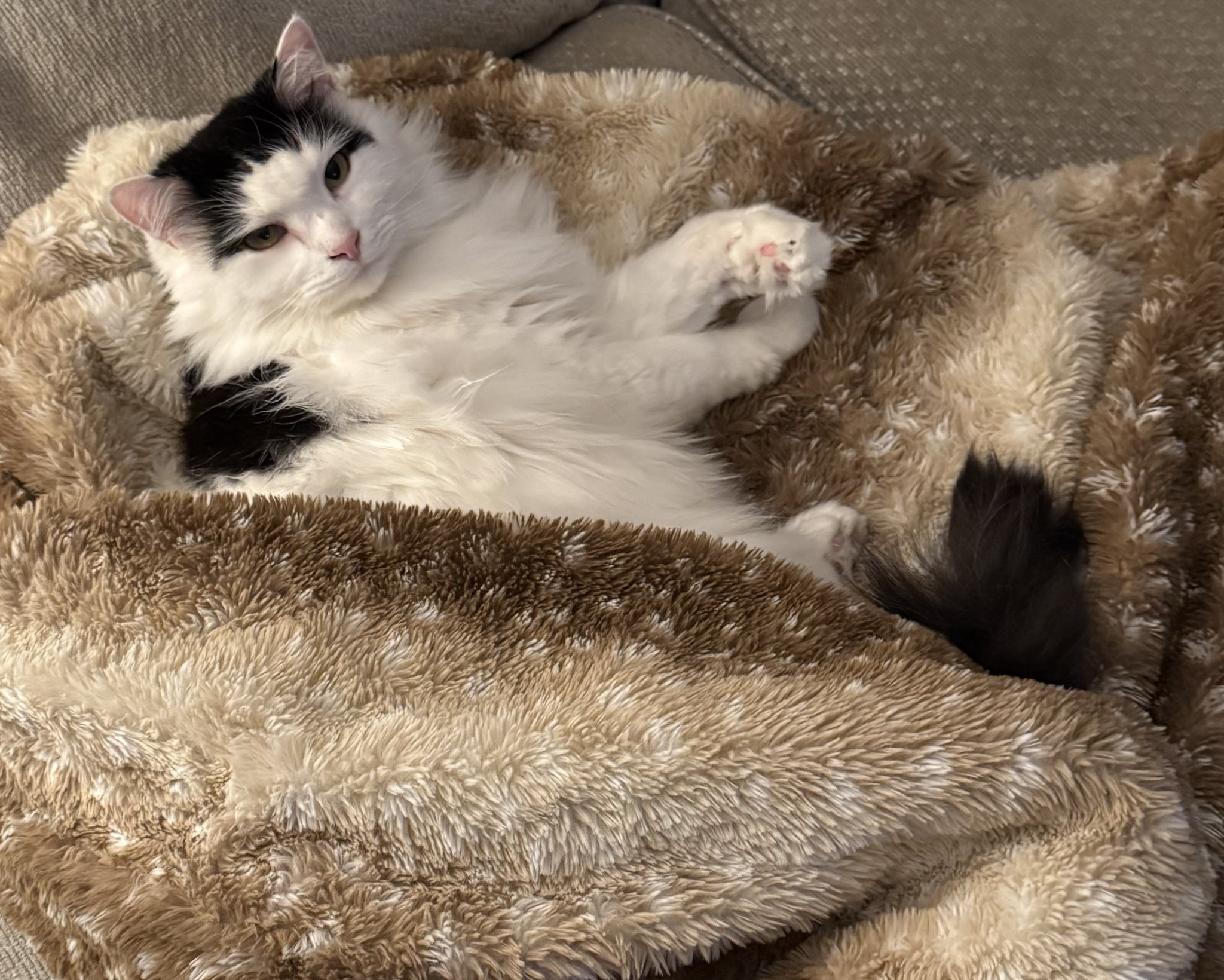 The Ultimate Cozy Vibe: Meet the Cozy Boy