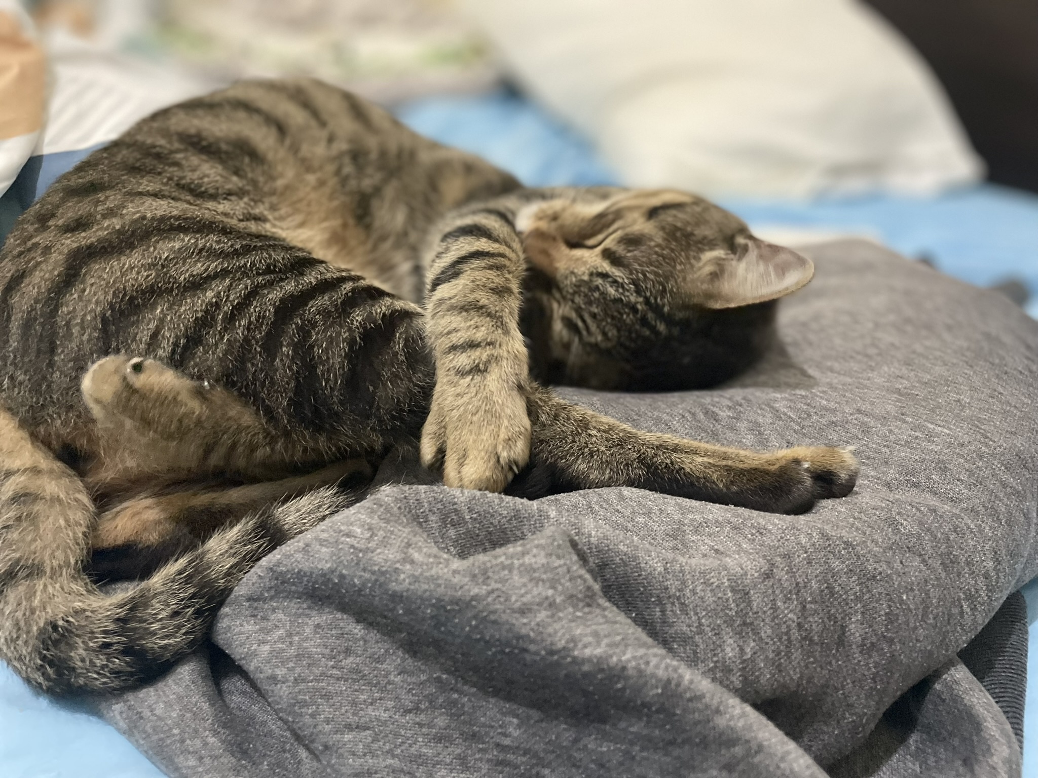 The Cutest Sleeping Cat You'll Ever See