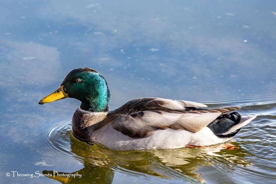 Quacking Up with Ducks