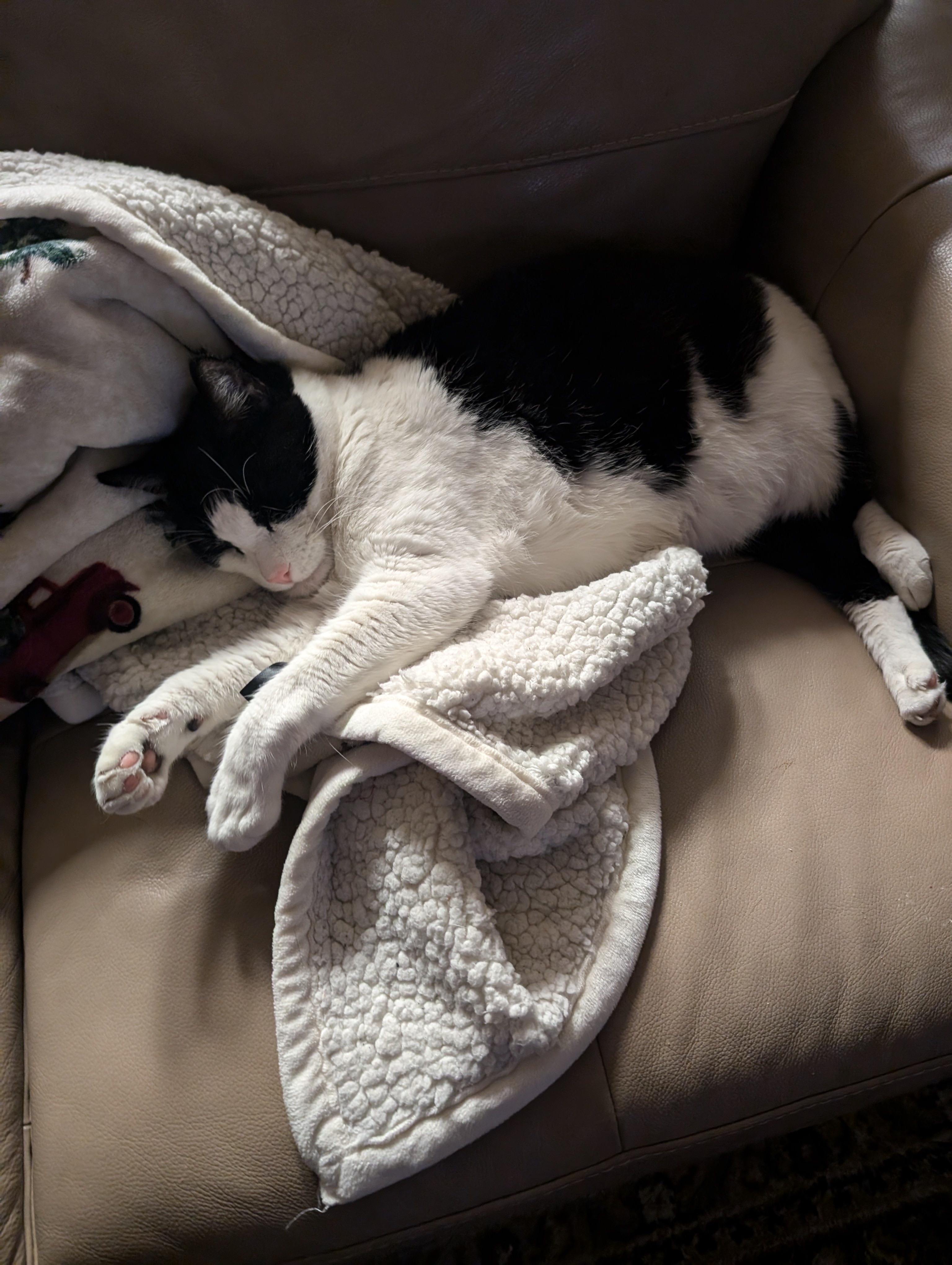 Larry's reached his limit. Time for some well-deserved sleep.
