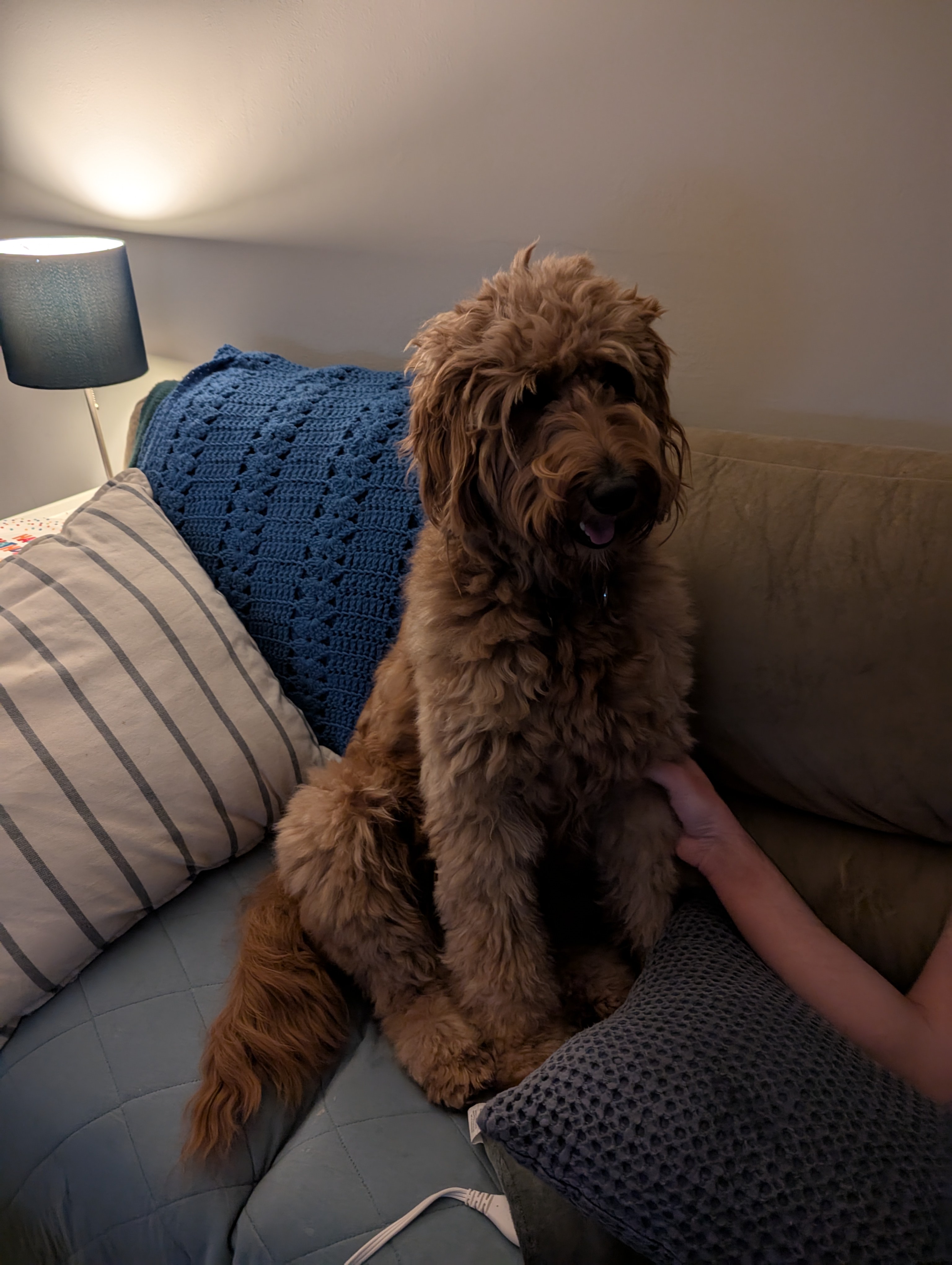 Meet Our Beloved Sadie Lady!
