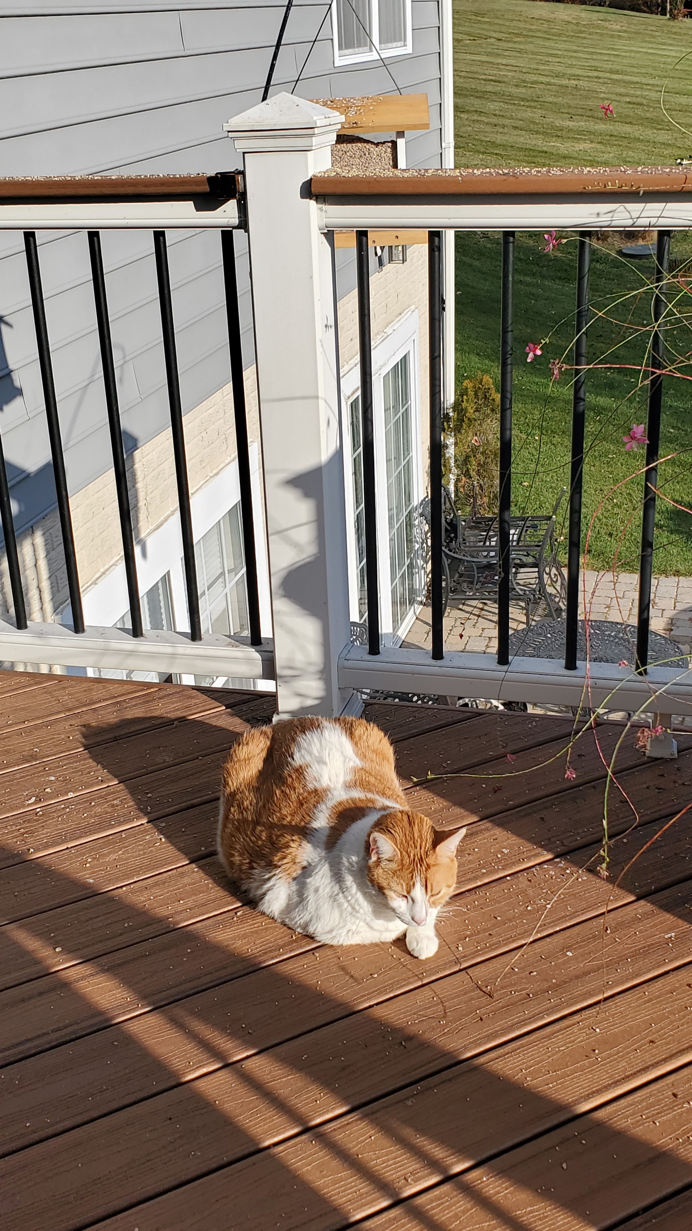 Stealth Mode Activated: Sammy the Cat Tries to Disappear